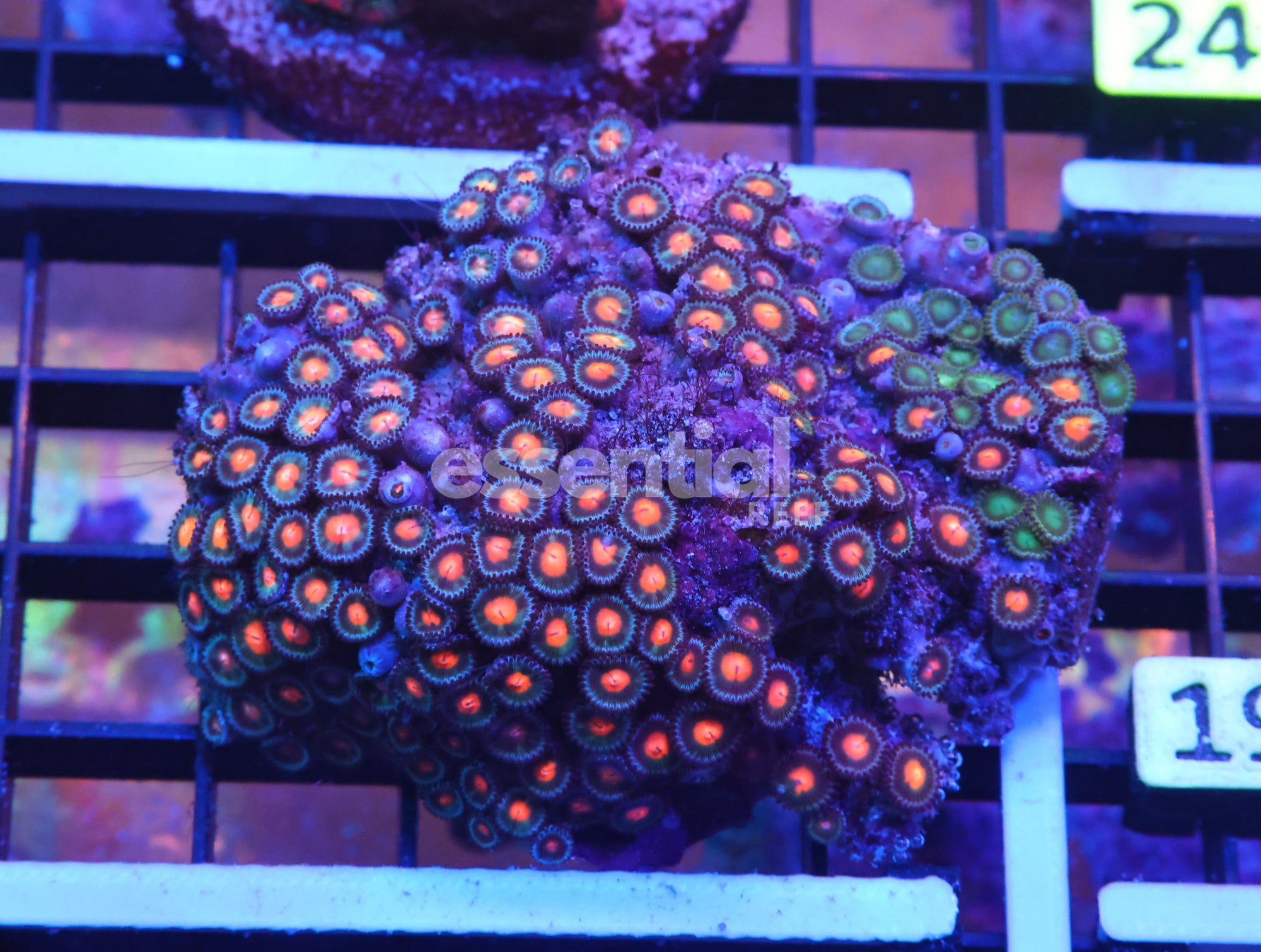 Watermarked - K18 - Indo Combo Zoa Rock