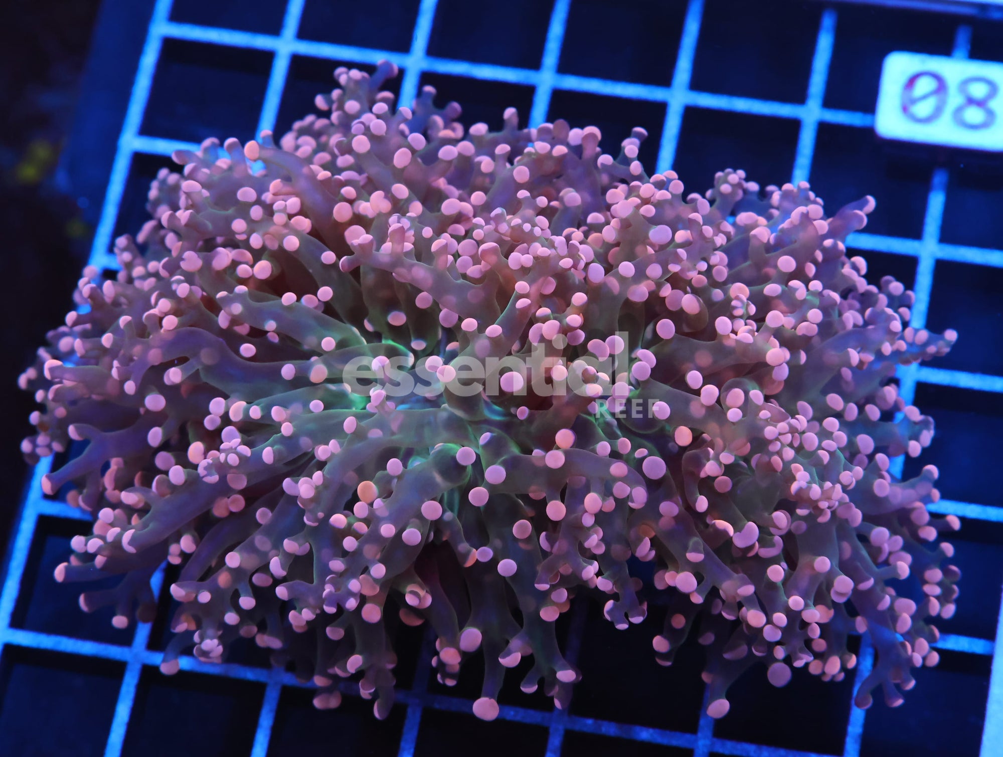Watermarked - J80 - INDO FROGSPAWN BRANCH ORANGE 3 HEAD