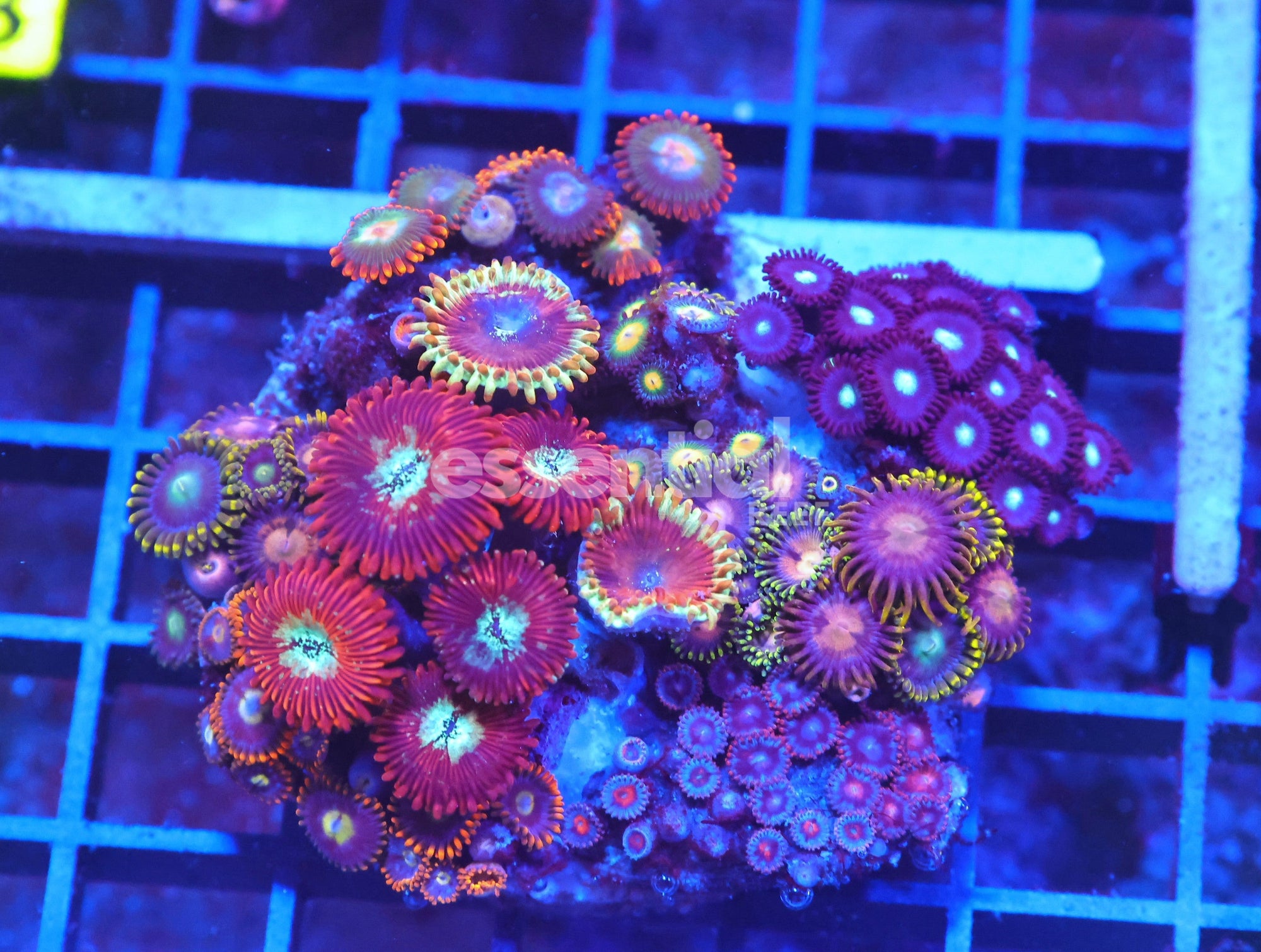 Watermarked - X18 - INDO ULTRA COMBO ZOA CULTURED
