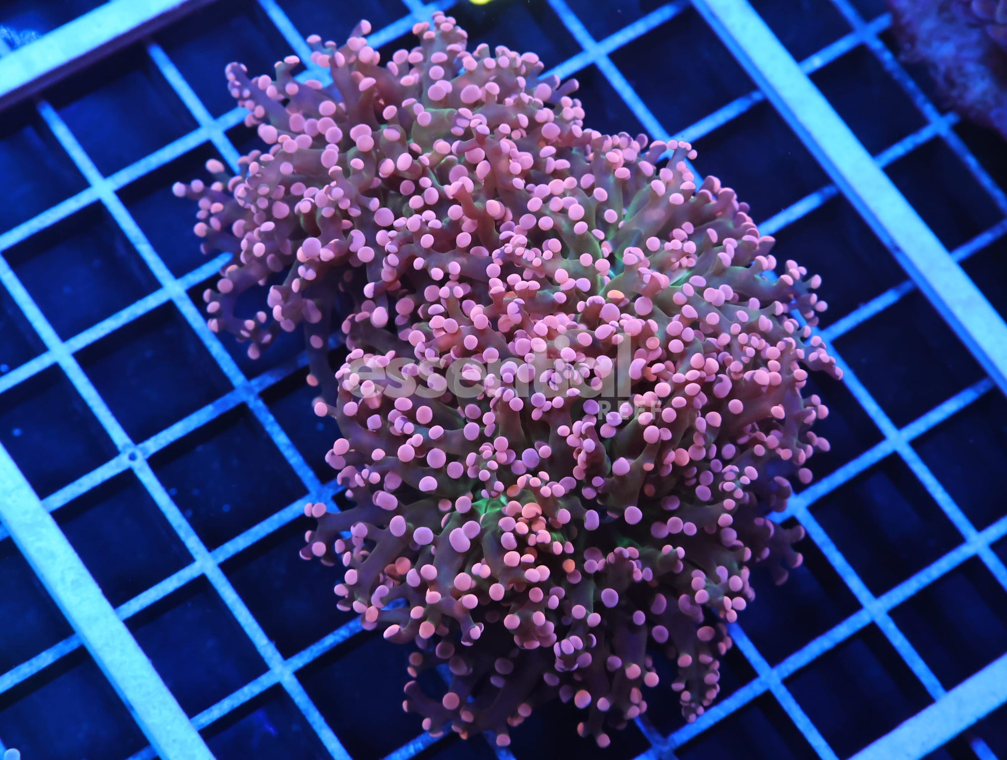 Watermarked - J82 - INDO FROGSPAWN BRANCH ORANGE 3 HEAD