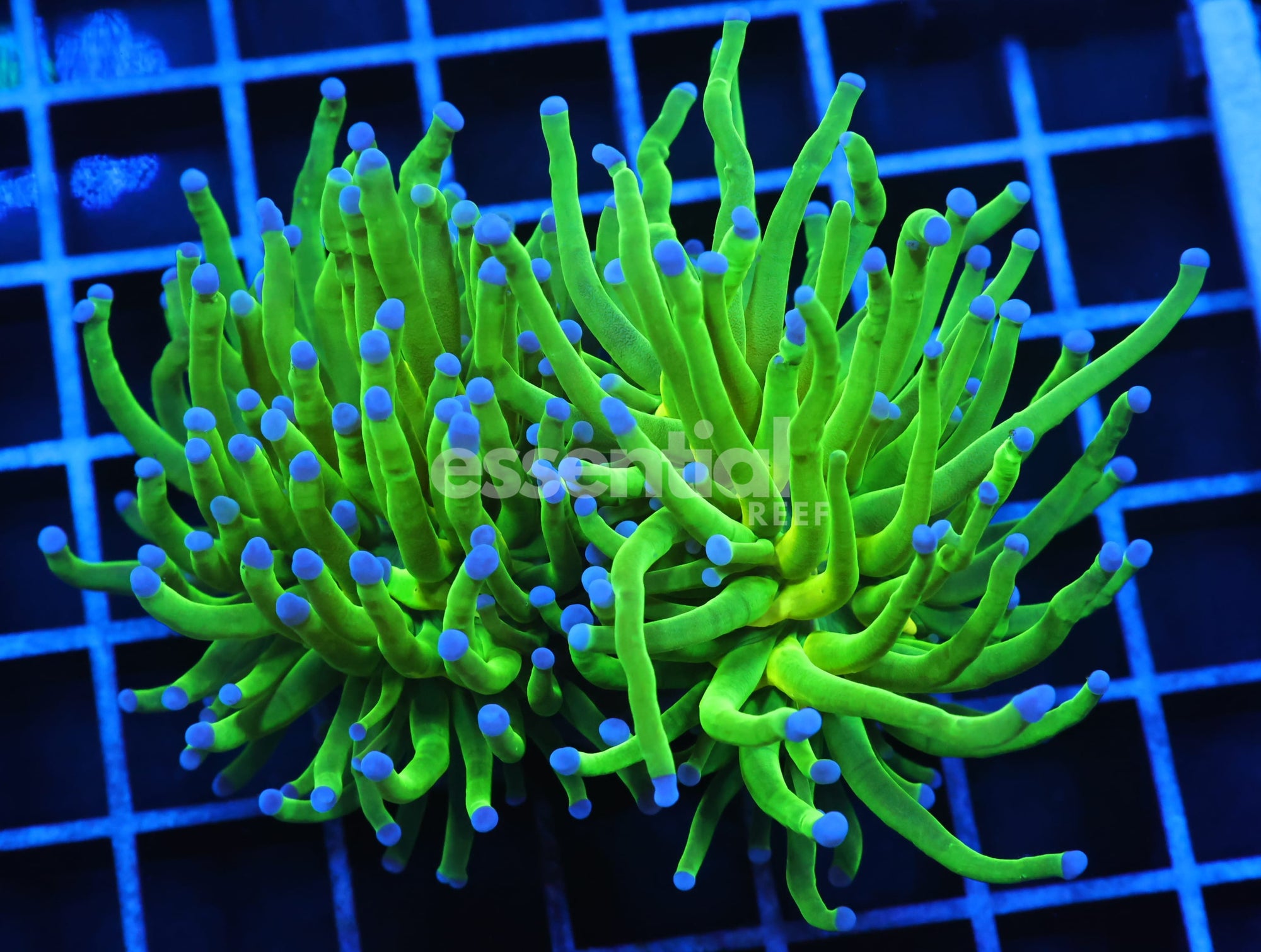 Watermarked - J83 - INDO TORCH GREEN VARIANT 2 HEAD