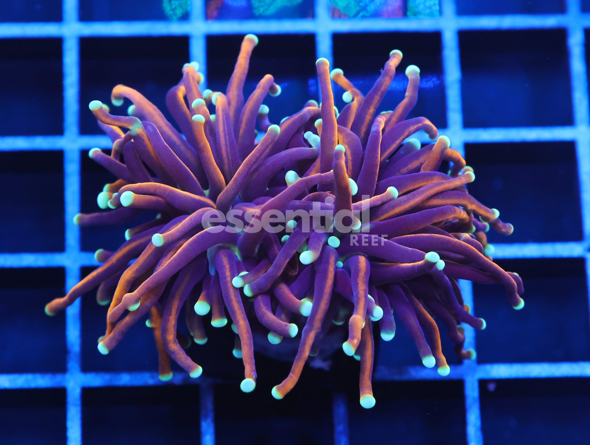 Watermarked - J84 - INDO TORCH GOLD VARIANT 2 HEAD