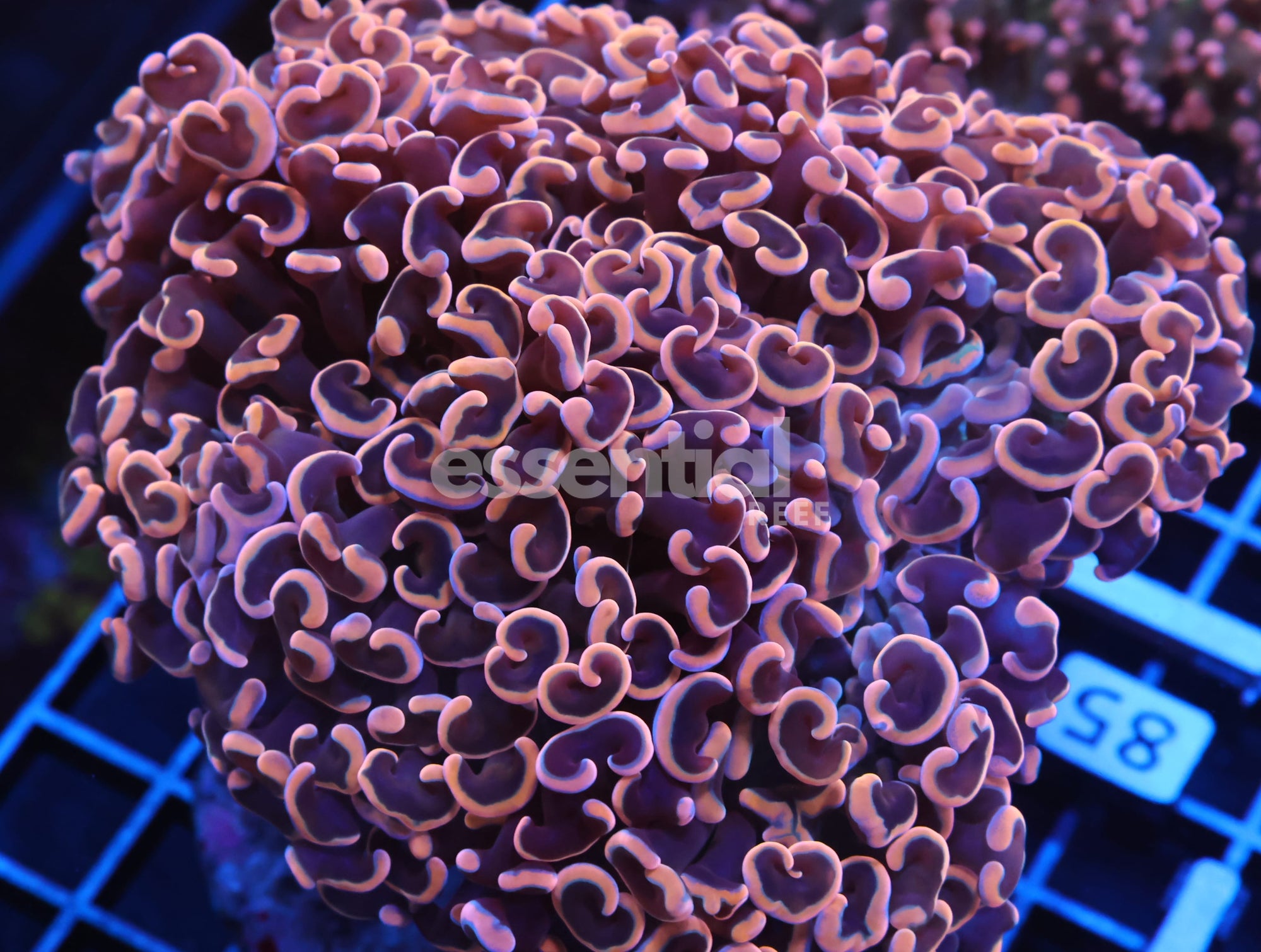 Watermarked - J85 - INDO HAMMER WALL GOLD