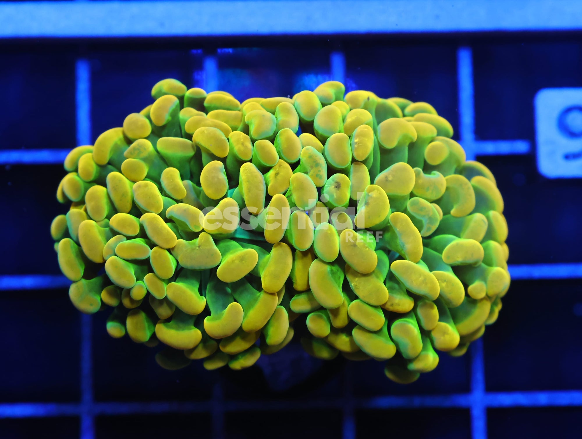 Watermarked - J86 - INDO HAMMER BRANCH HOLY GRAIL 2 HEAD