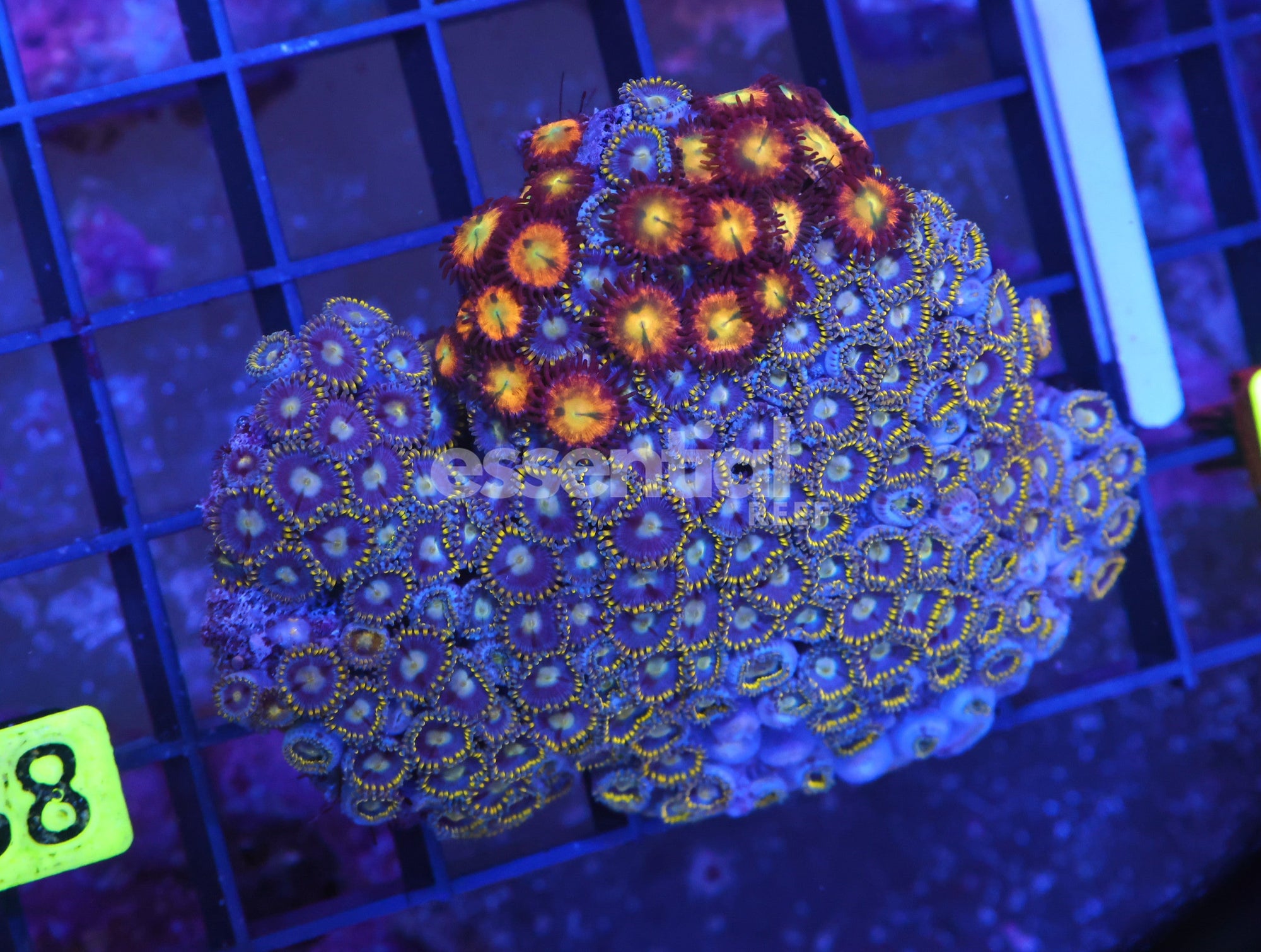 Watermarked - K38 - Indo Combo Zoa Rock