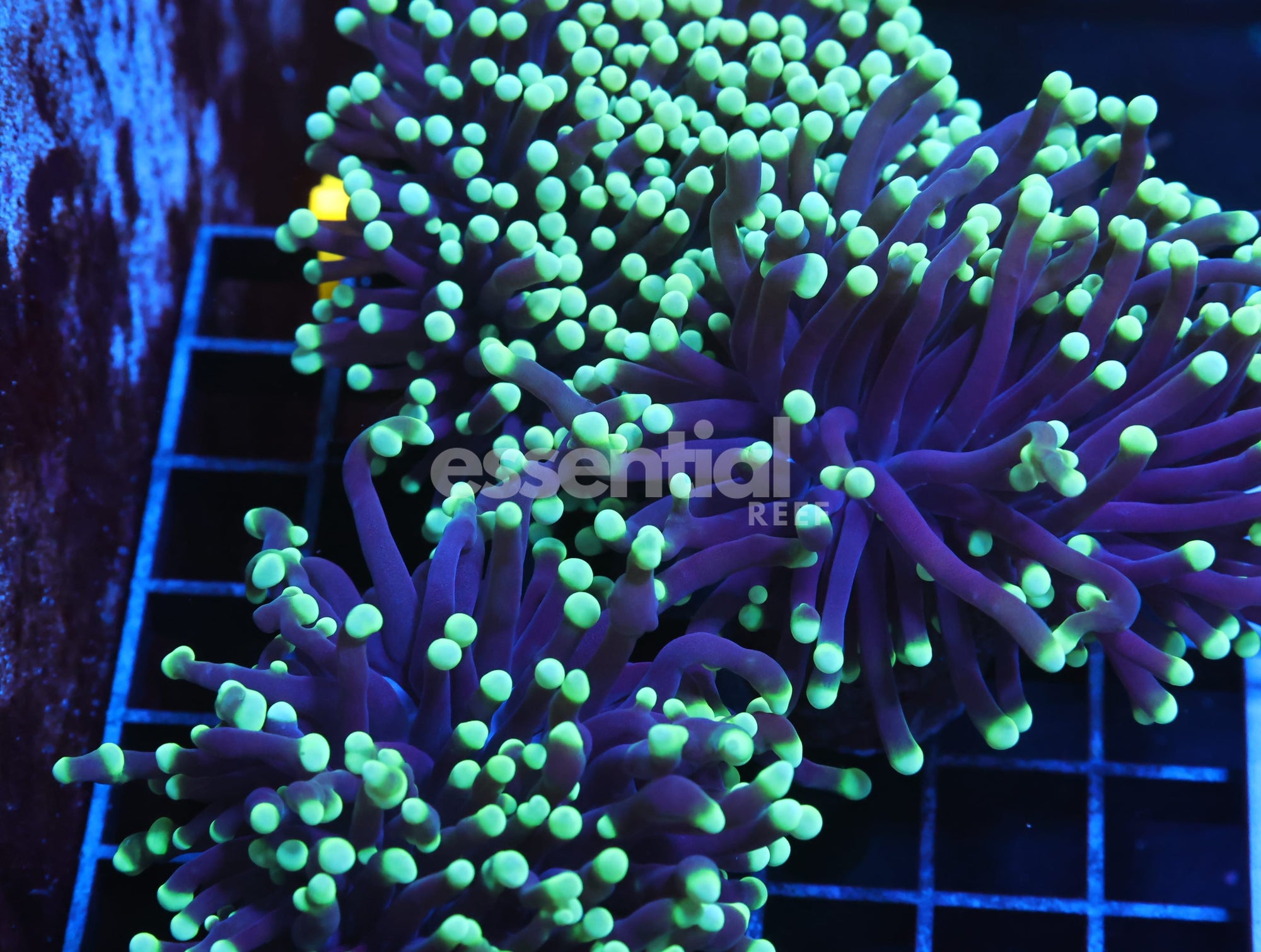 Watermarked - J90 - AUSSIE TORCH GREEN TIP PURPLE 3 HEAD