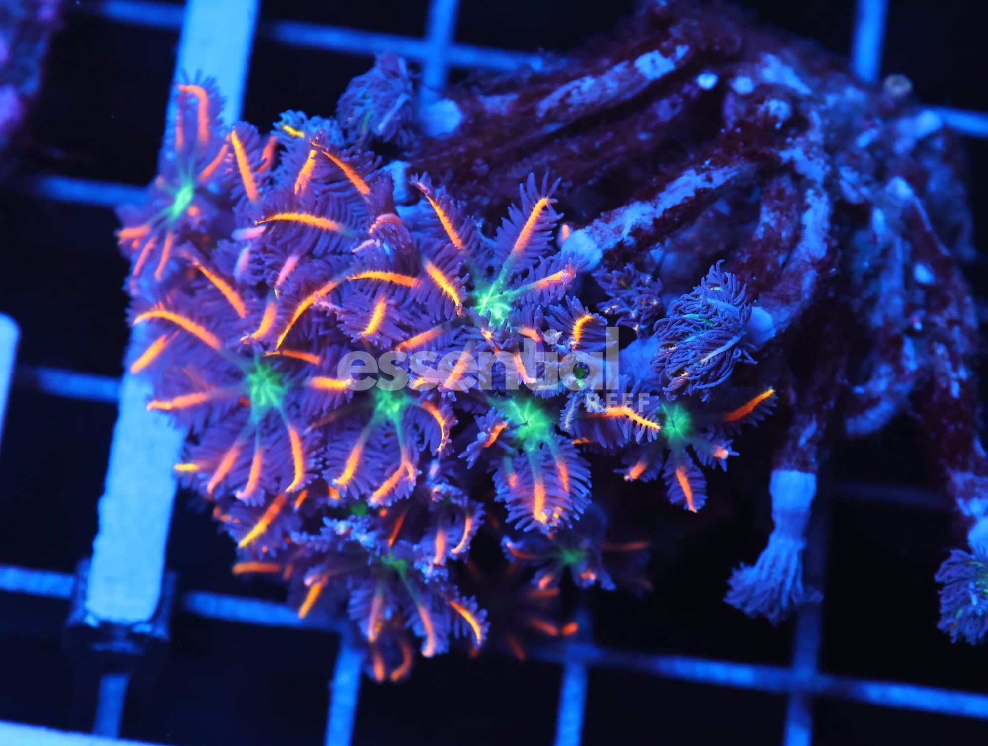 Watermarked - J94 - INDO GLOVE POLYP FIREWORKS