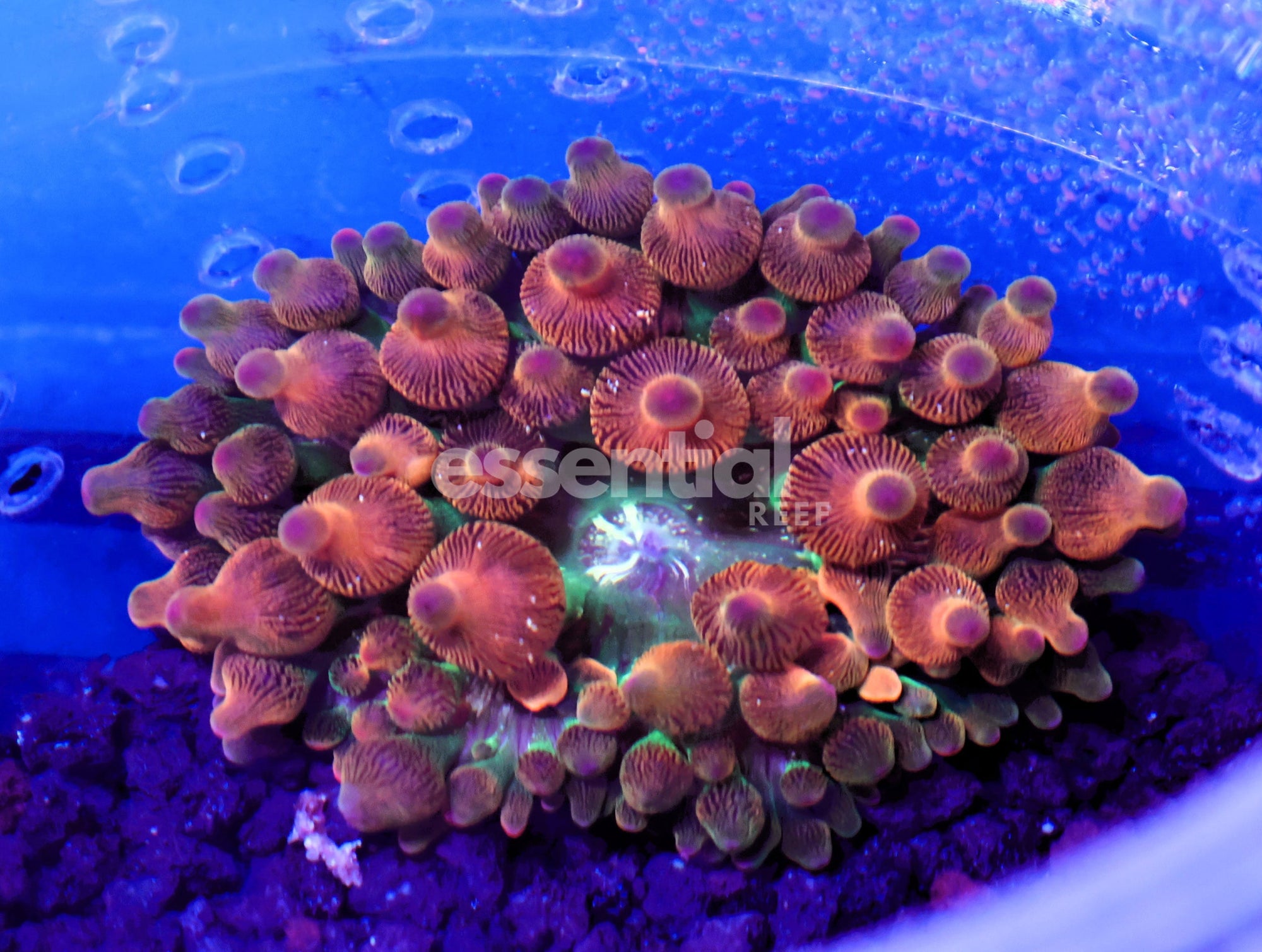 Watermarked - M33 - Ultra Rose Bubble Anemone Cultured