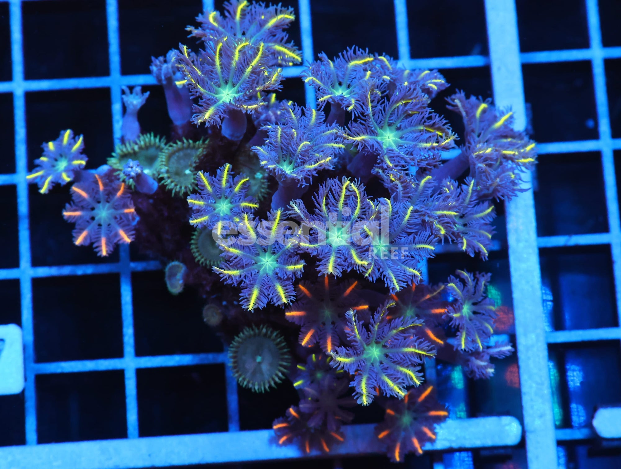 Watermarked - J97 - INDO GLOVE POLYP FIREWORKS