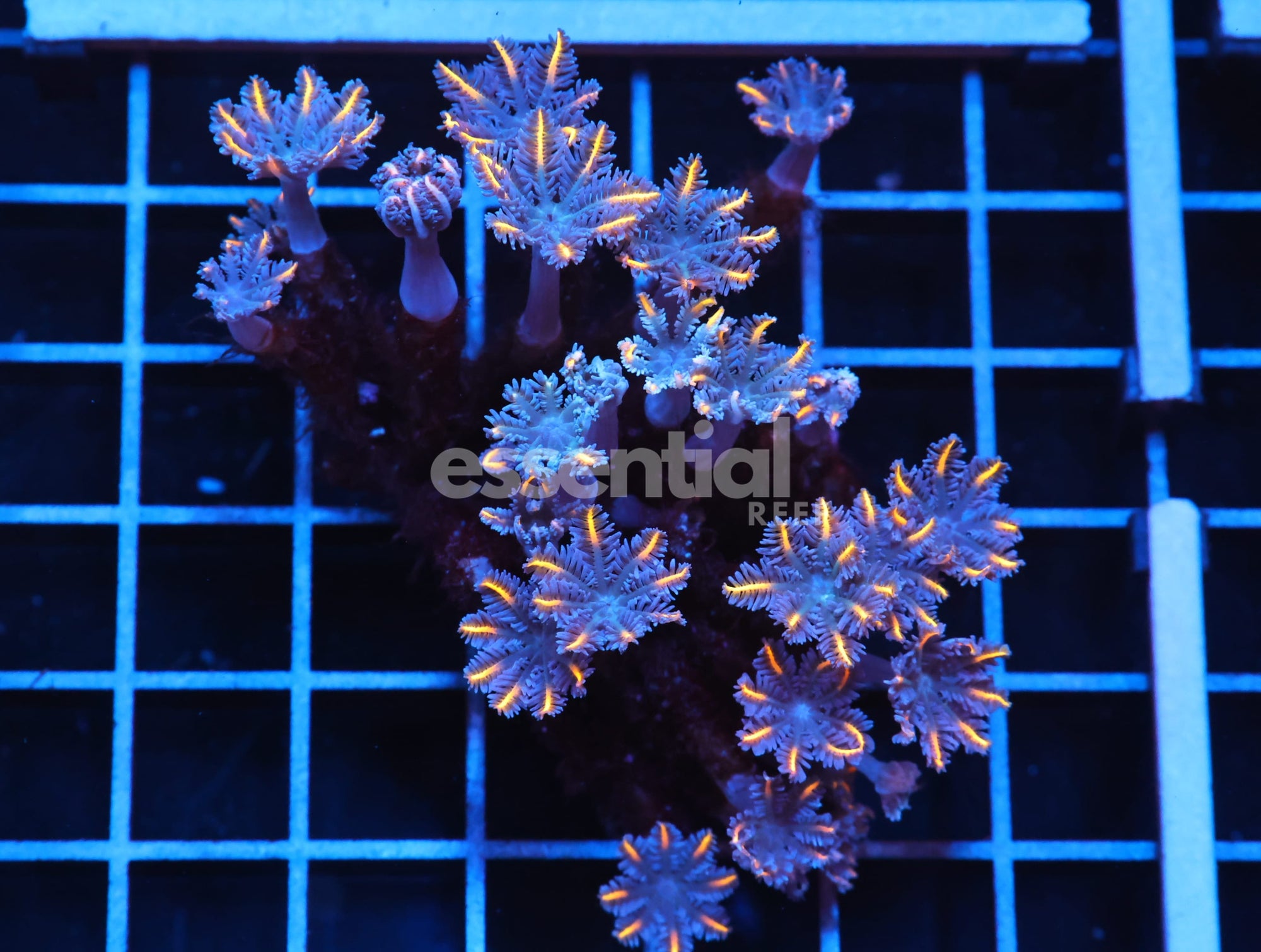 Watermarked - J98 - INDO GLOVE POLYP FIREWORKS