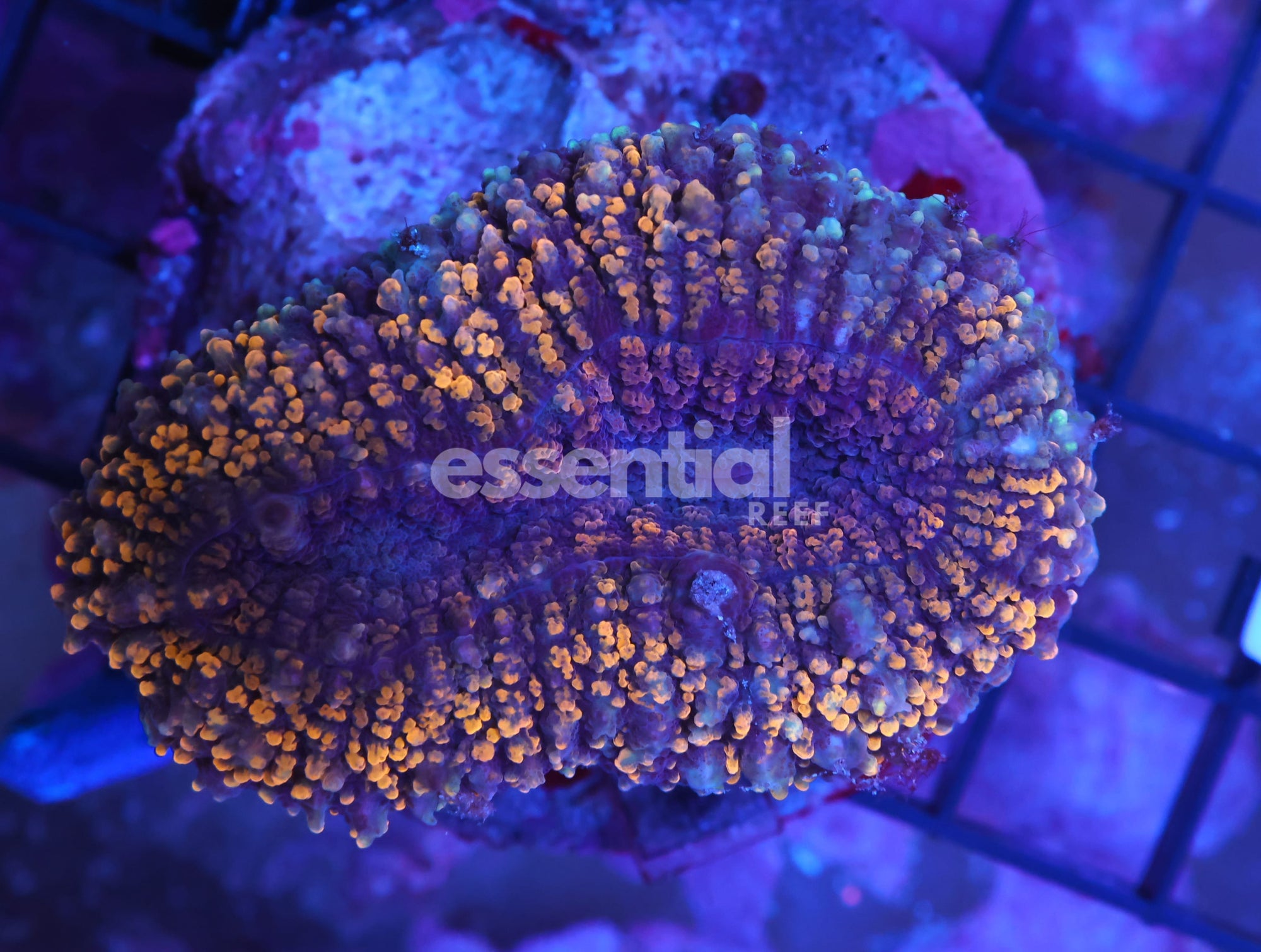 Watermarked - K01 - INDO GOLD CARPET LOBO