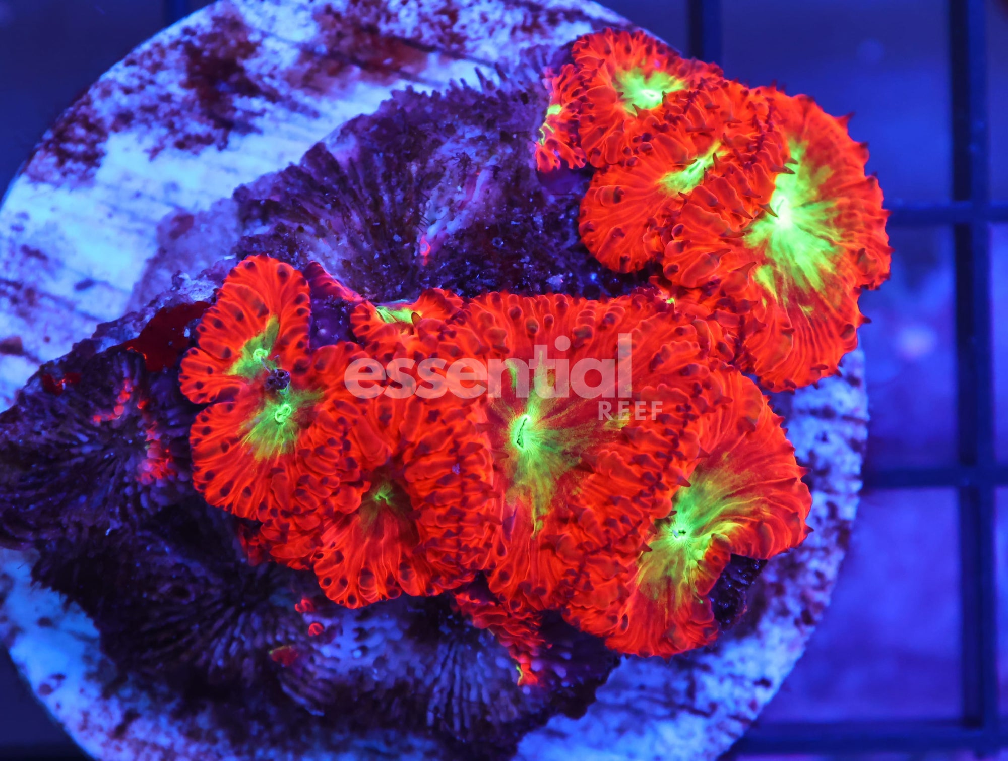 Watermarked - K02 - INDO FIRE FIGHTER BLASTO