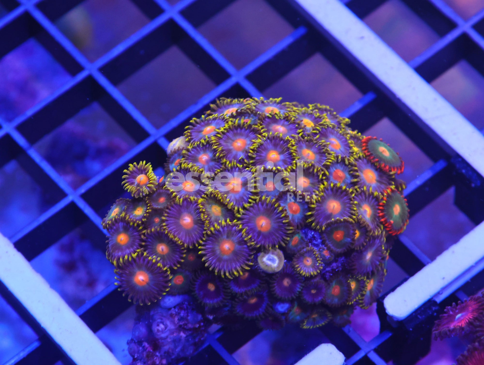Watermarked - K51 - Indo Gorilla Nipple Zoa