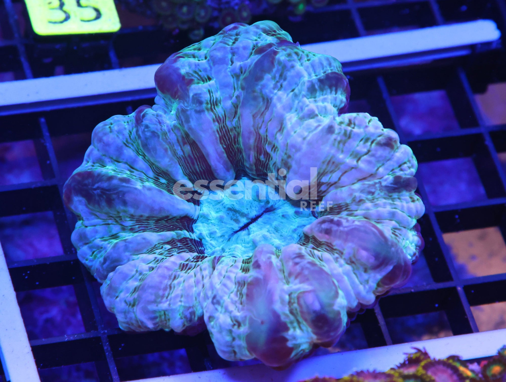 Watermarked - K30 - Indo Mystic Cynarina