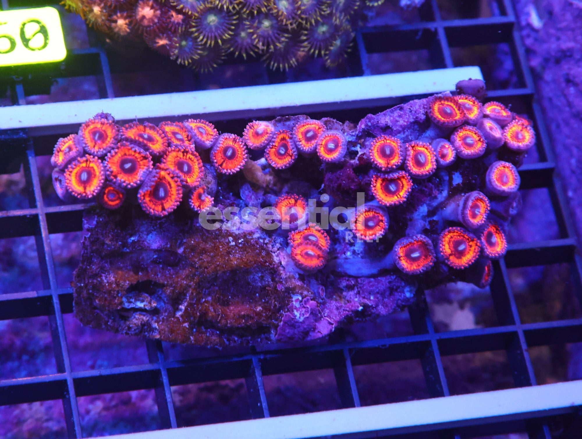 Watermarked - K55 - Indo Peach zoa