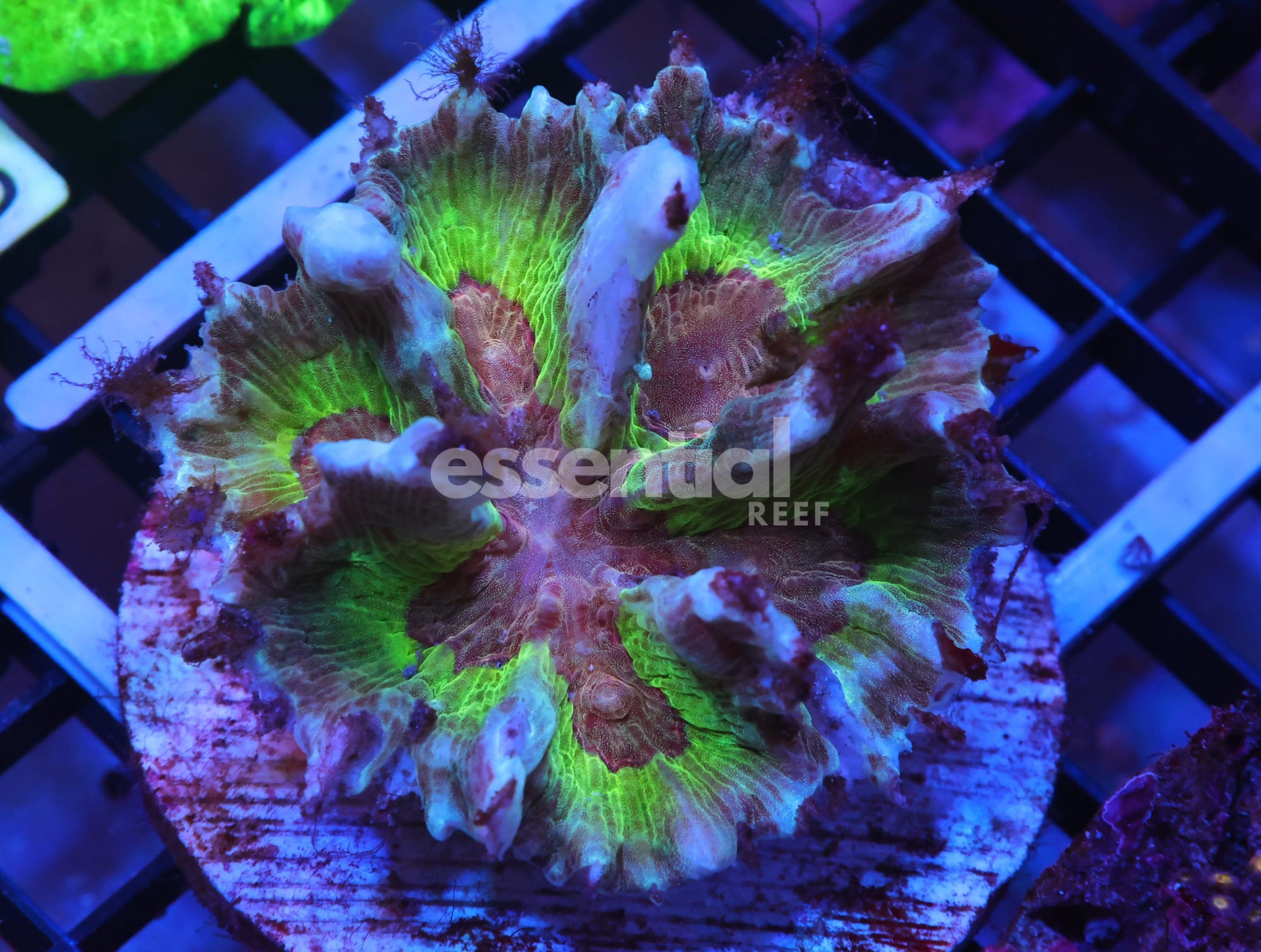 Watermarked - K10 - INDO ORANGE CENTER PECTINIA