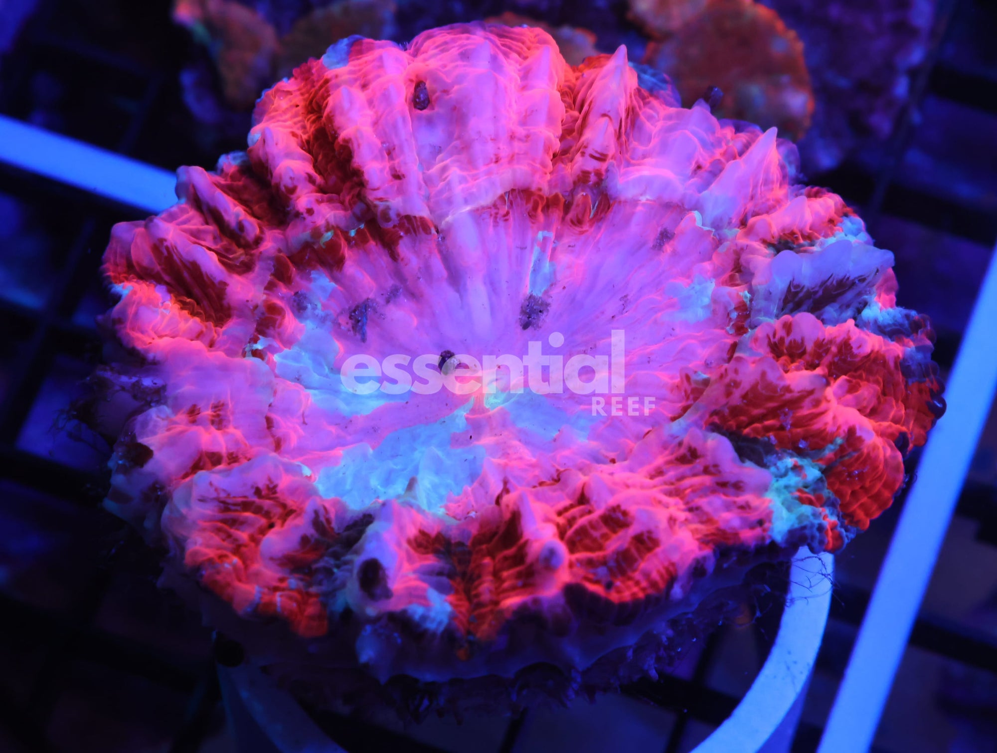 Watermarked - K11 - MALAYSIAN RED ACANTHOPHYLLIA