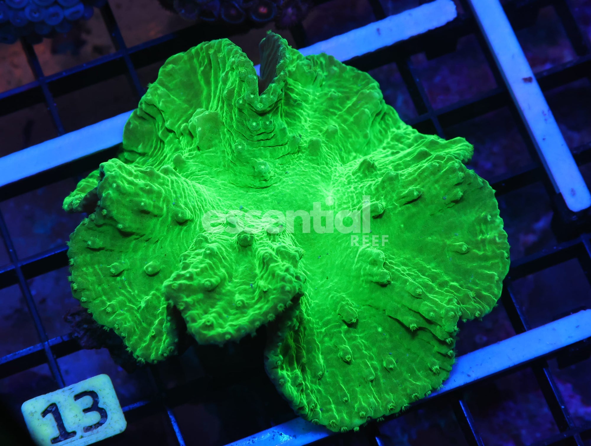Watermarked - K13 - TOXIC GREEN FLOWER LEATHER
