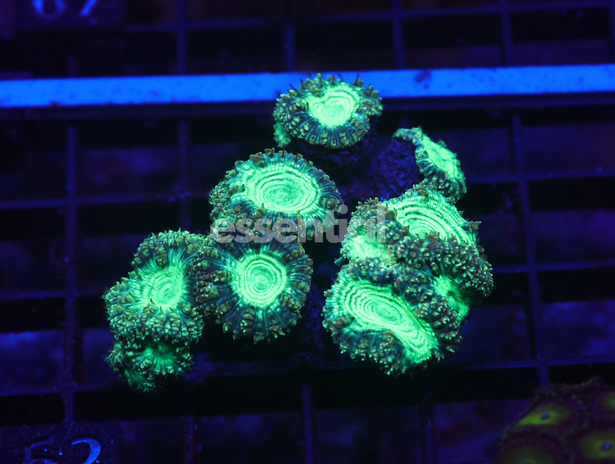Watermarked - X62 - AUSSIE HYPNOTIC BLASTO COLONY