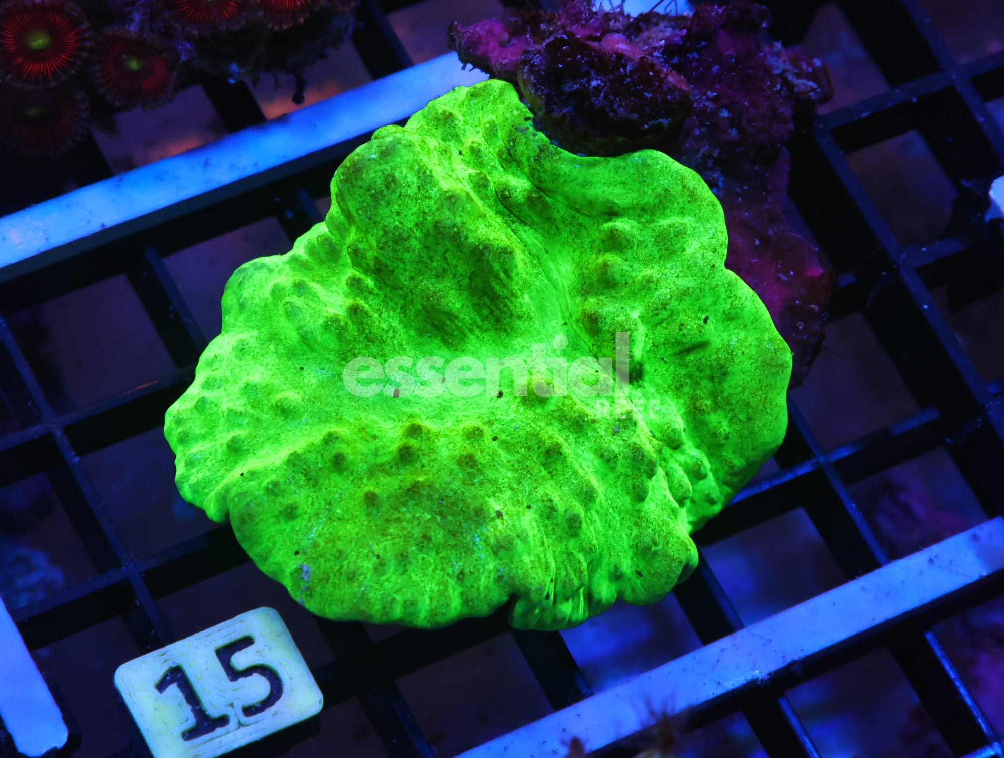 Watermarked - K15 - TOXIC GREEN FLOWER LEATHER