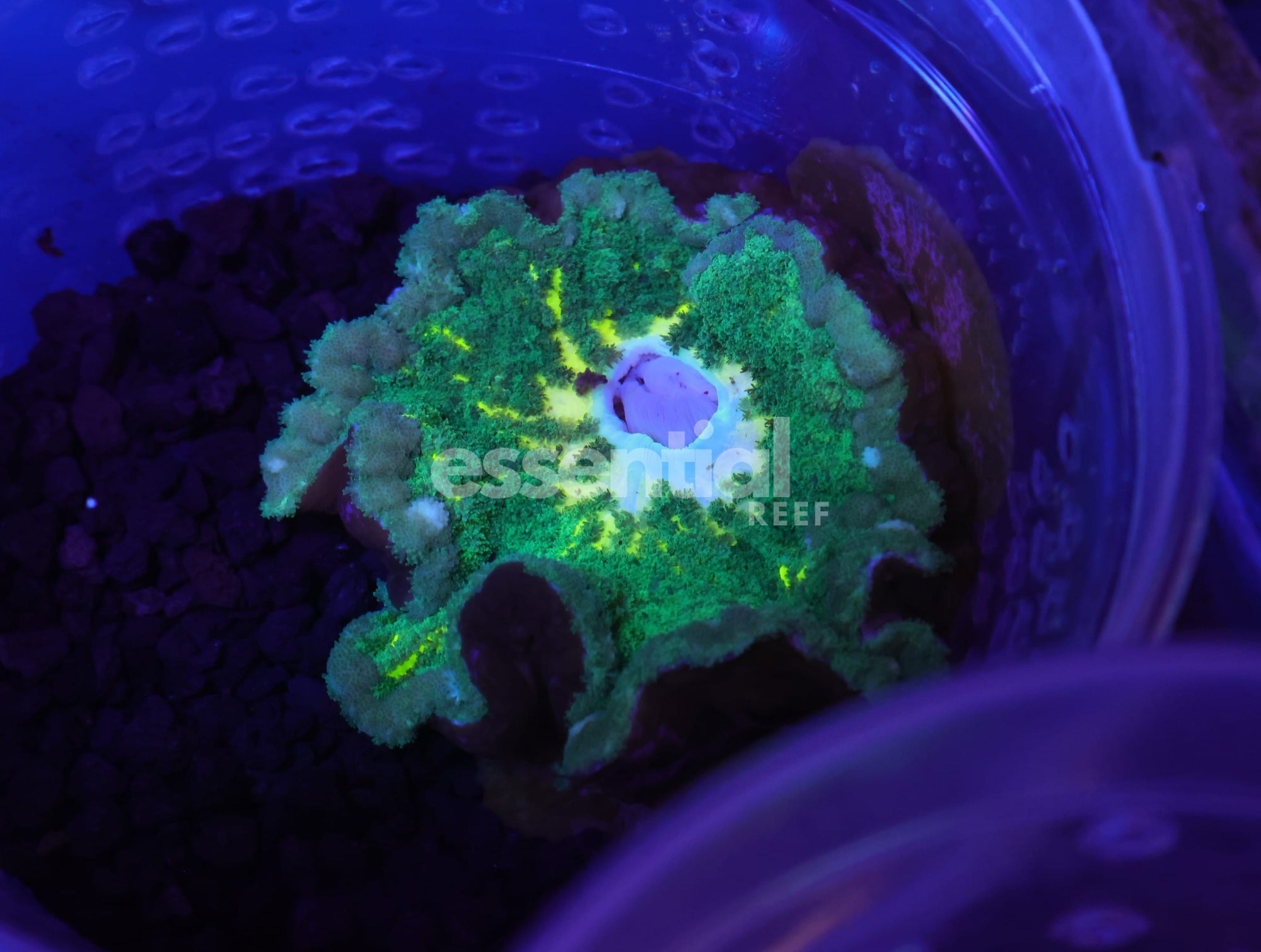 Watermarked - M33 - LEMON LIME ADHESIVE ANEMONE