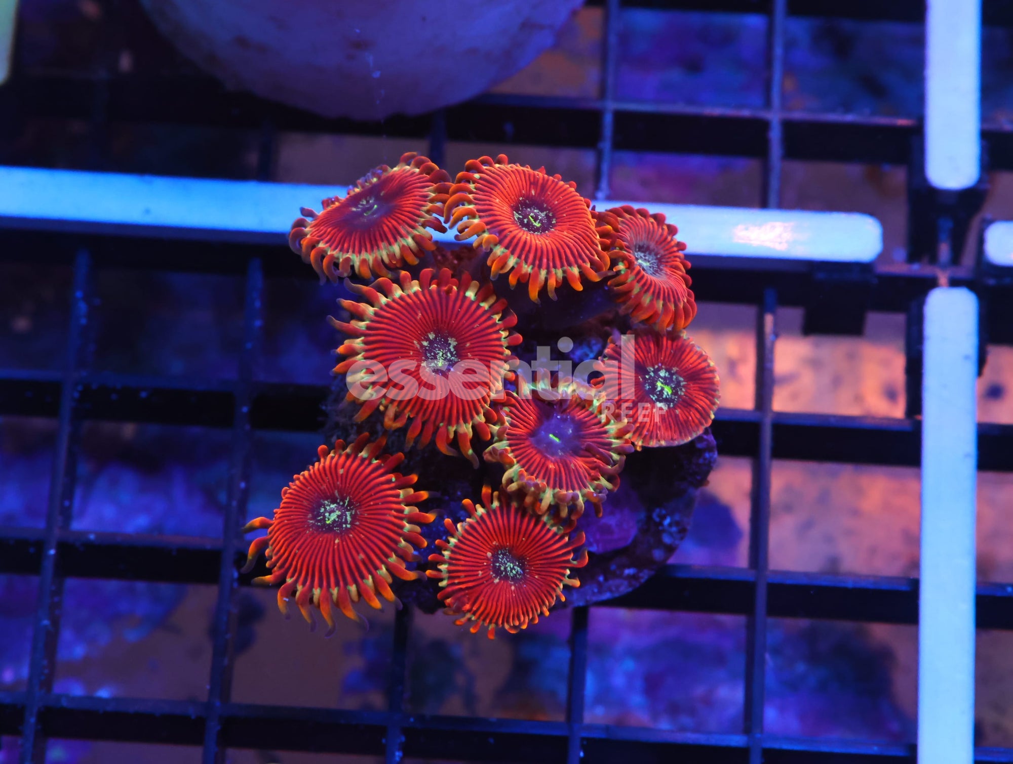 Watermarked - K17 - INDO RED MAGICIAN ZOA