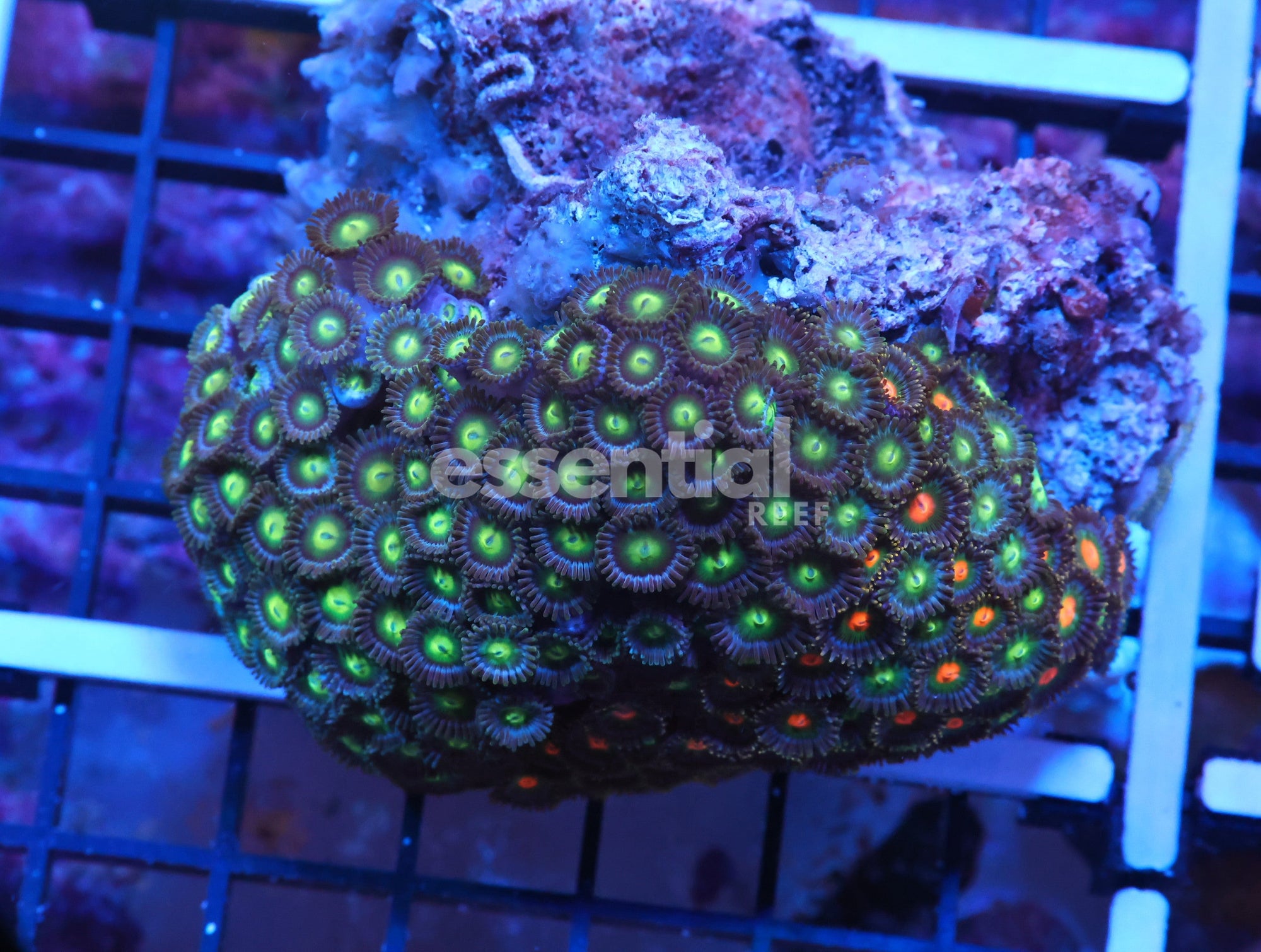 Watermarked - K42 - Indo Combo Zoa Rock