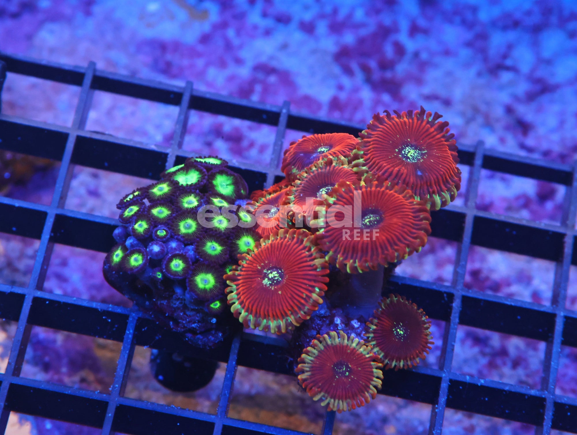 Watermarked - K67 - 2Pk Zoa Combo