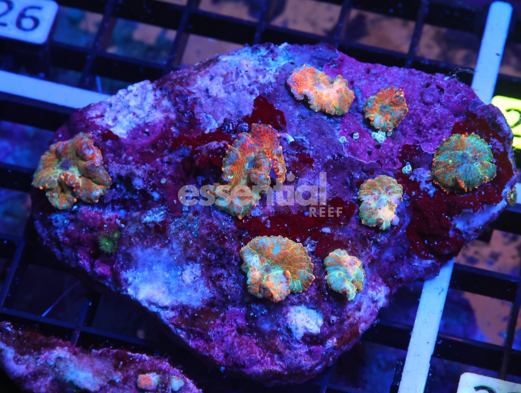 Watermarked - K21 - SUPERMAN RHODACTIS MUSHROOM