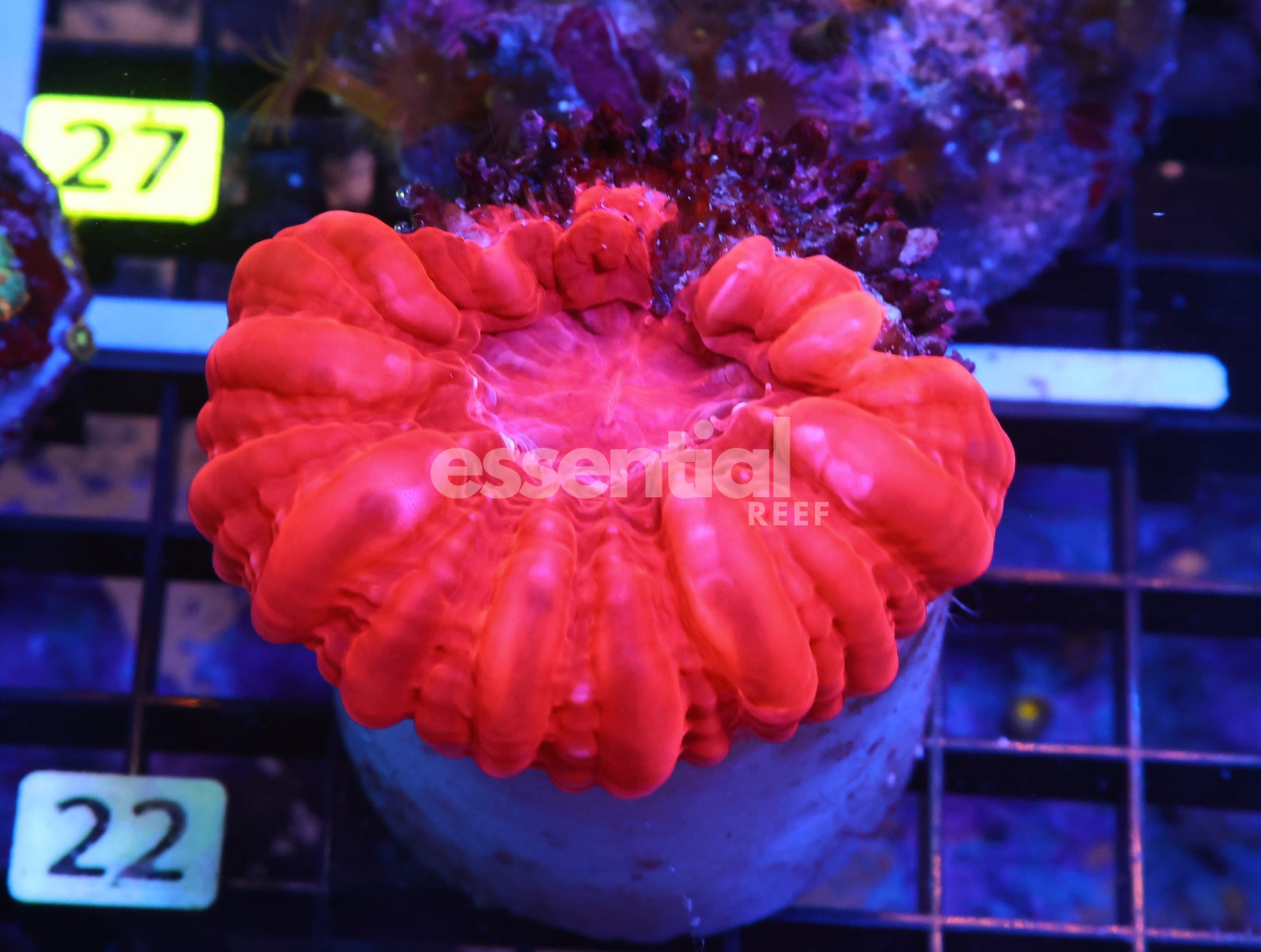 Watermarked - K22 - INDO RUBY RED CYNARINA