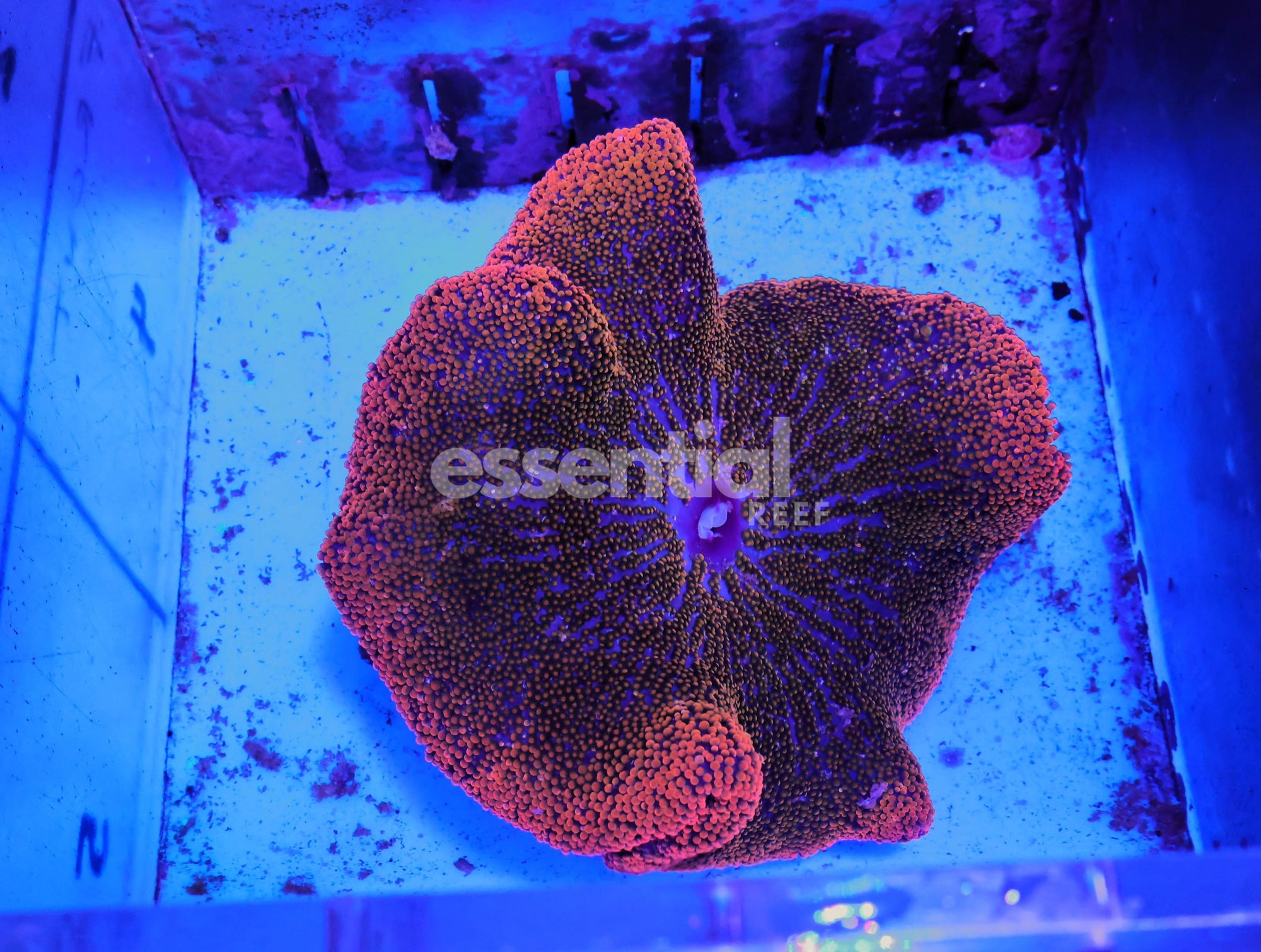 Watermarked - M02 - Rainbow Red Saddle Anemone