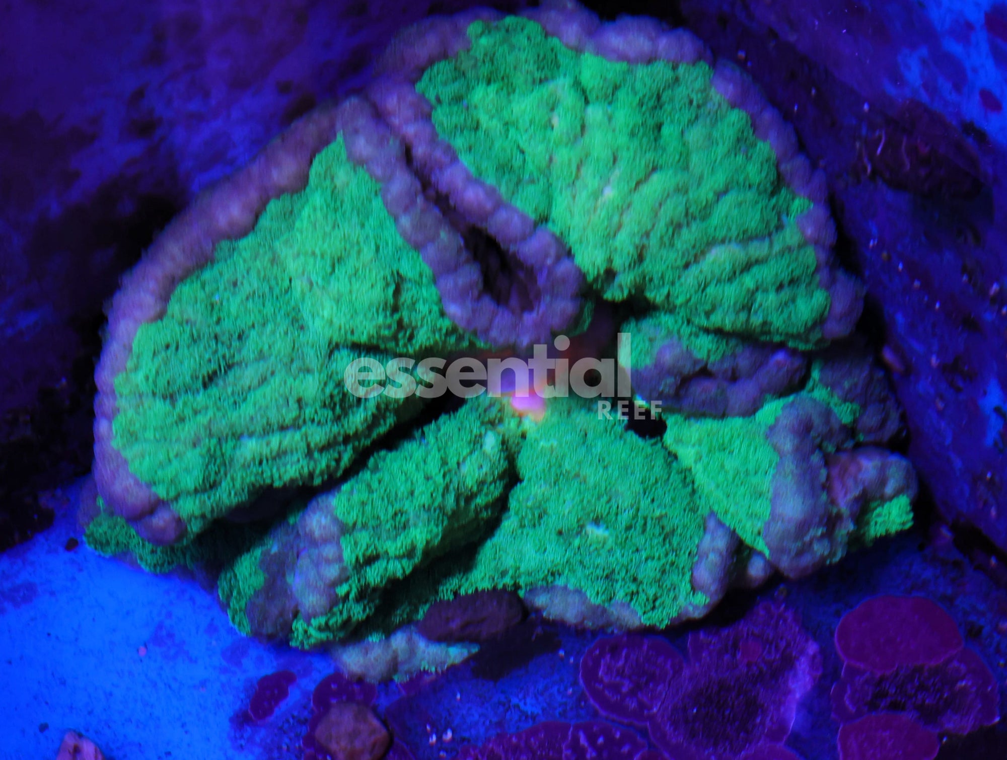 Watermarked - M18 - Monsters Inc Adhesive Anemone