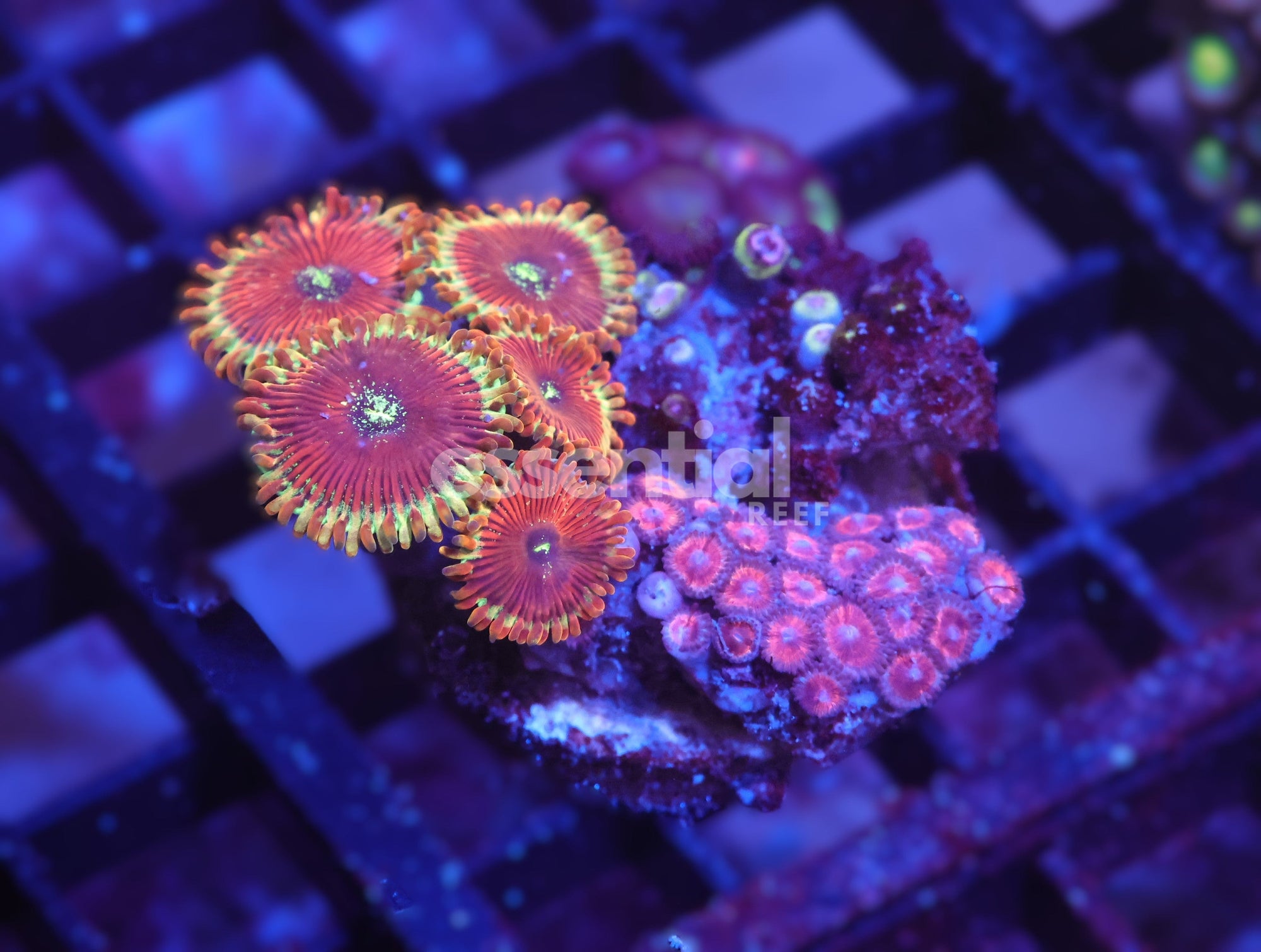 Watermarked - X86 - INDO COMBO ZOA CULTURED