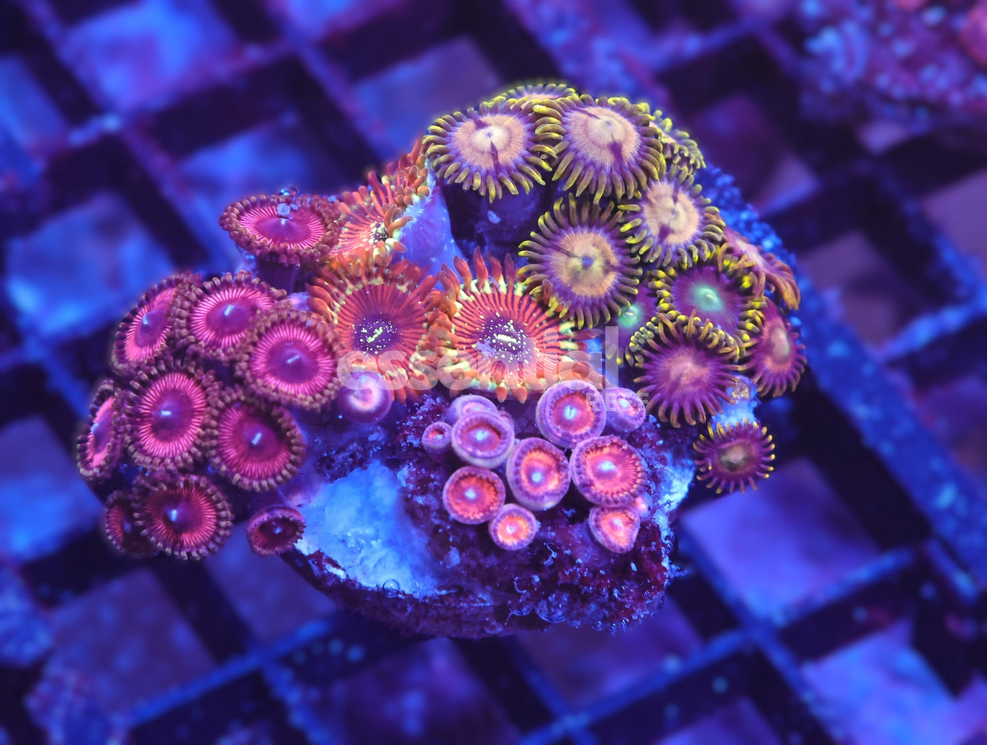 Watermarked - X88 - INDO ULTRA COMBO ZOA CULTURED