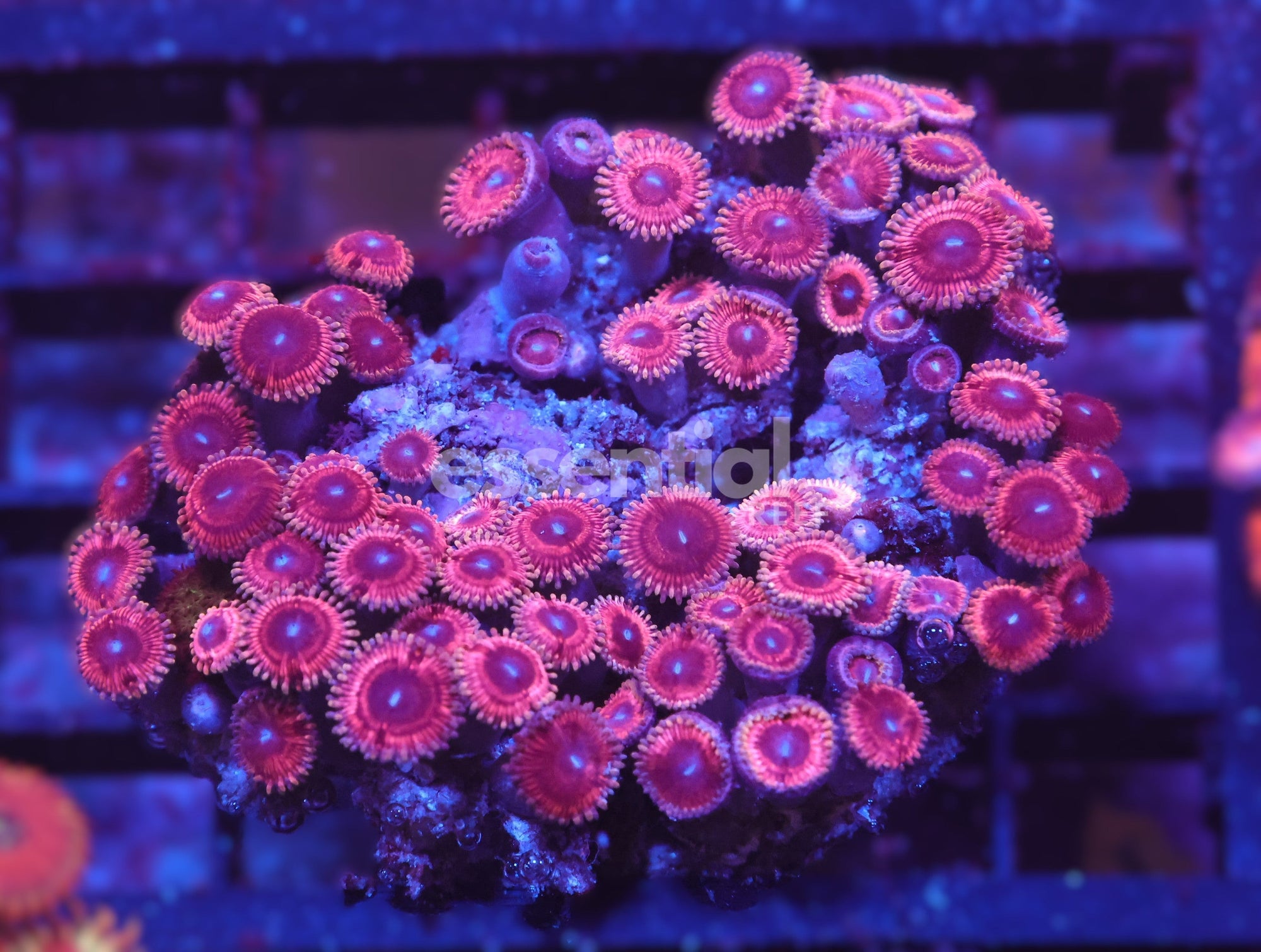 Watermarked - X89 - INDO PINK PASSION ZOA