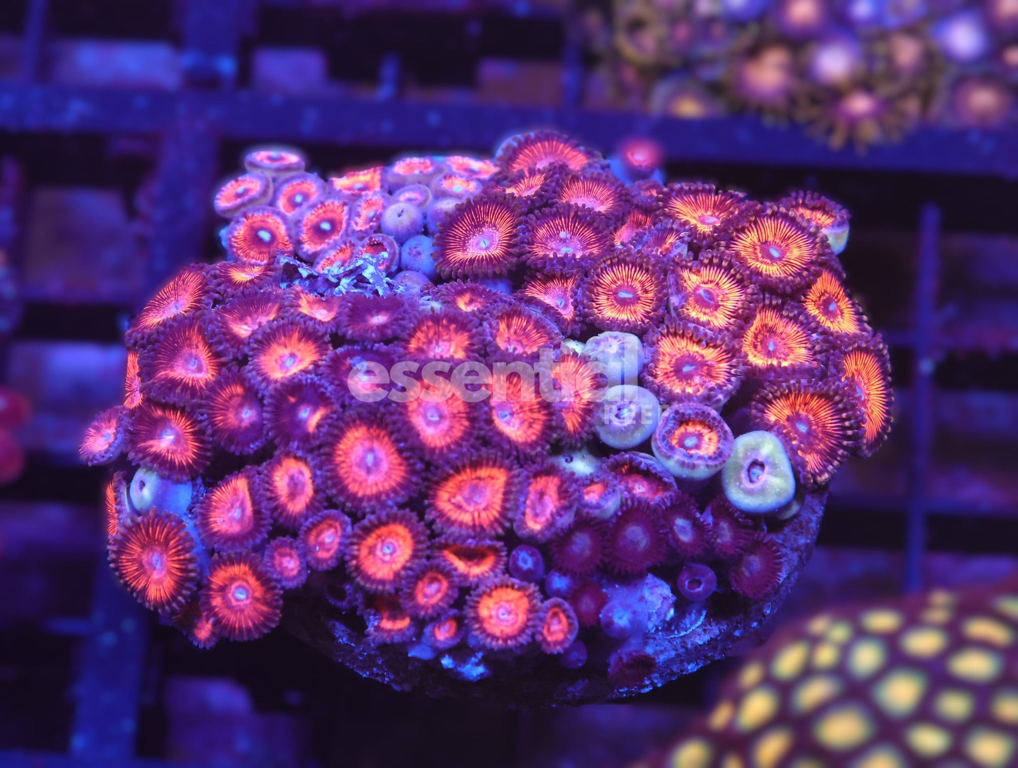 Watermarked - X90 - INDO MELTING LAVA ZOA