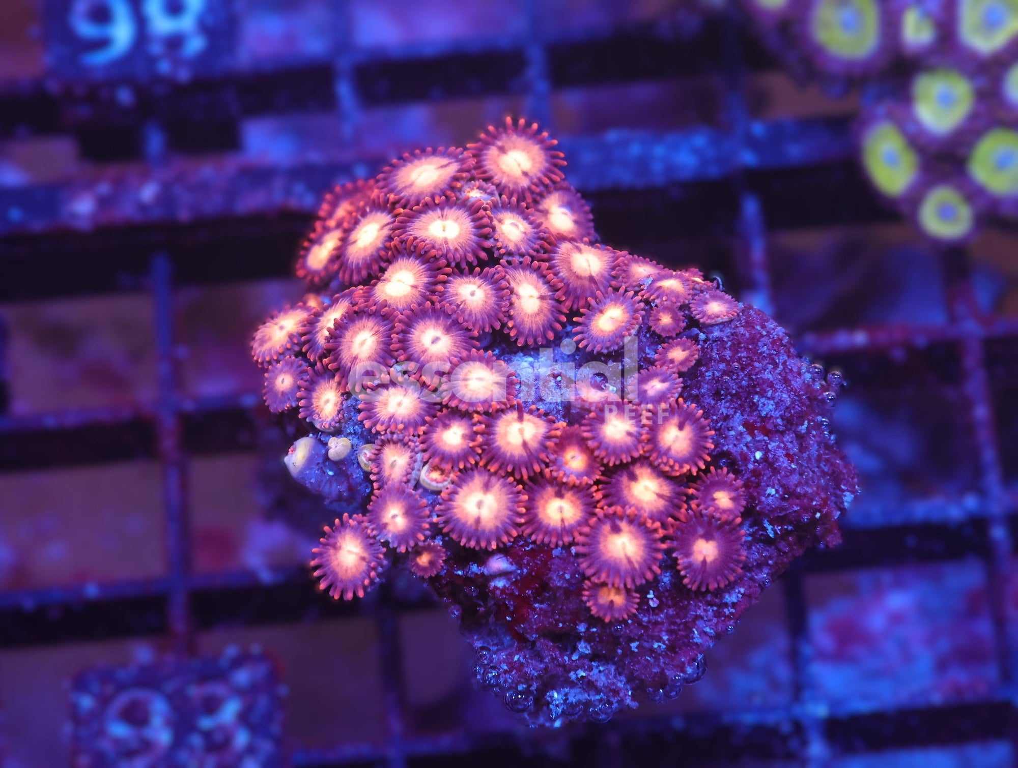 Watermarked - X93 - INDO RED SKIRT ZOA