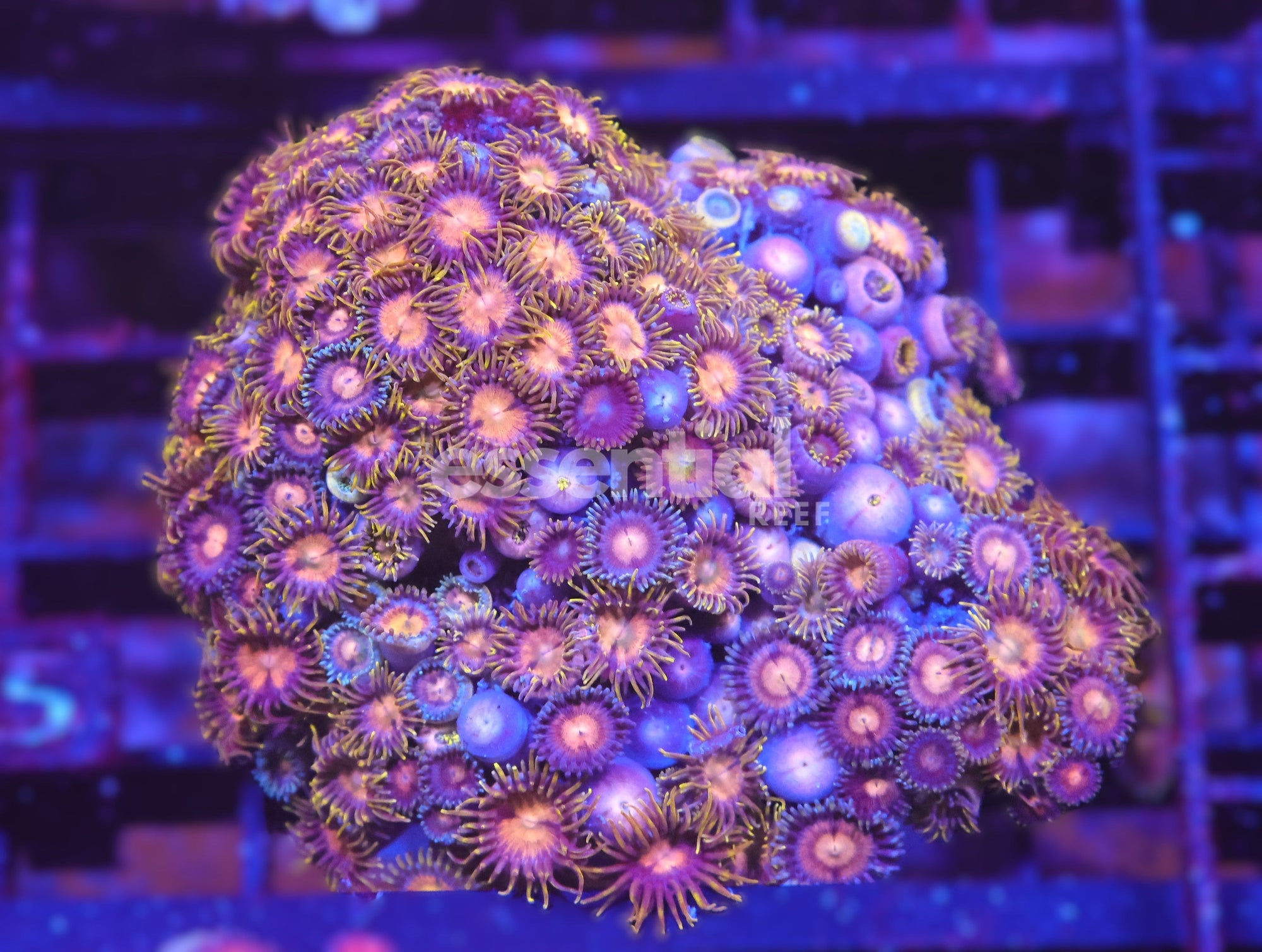 Watermarked - X95 - INDO COMBO ZOA ROCK