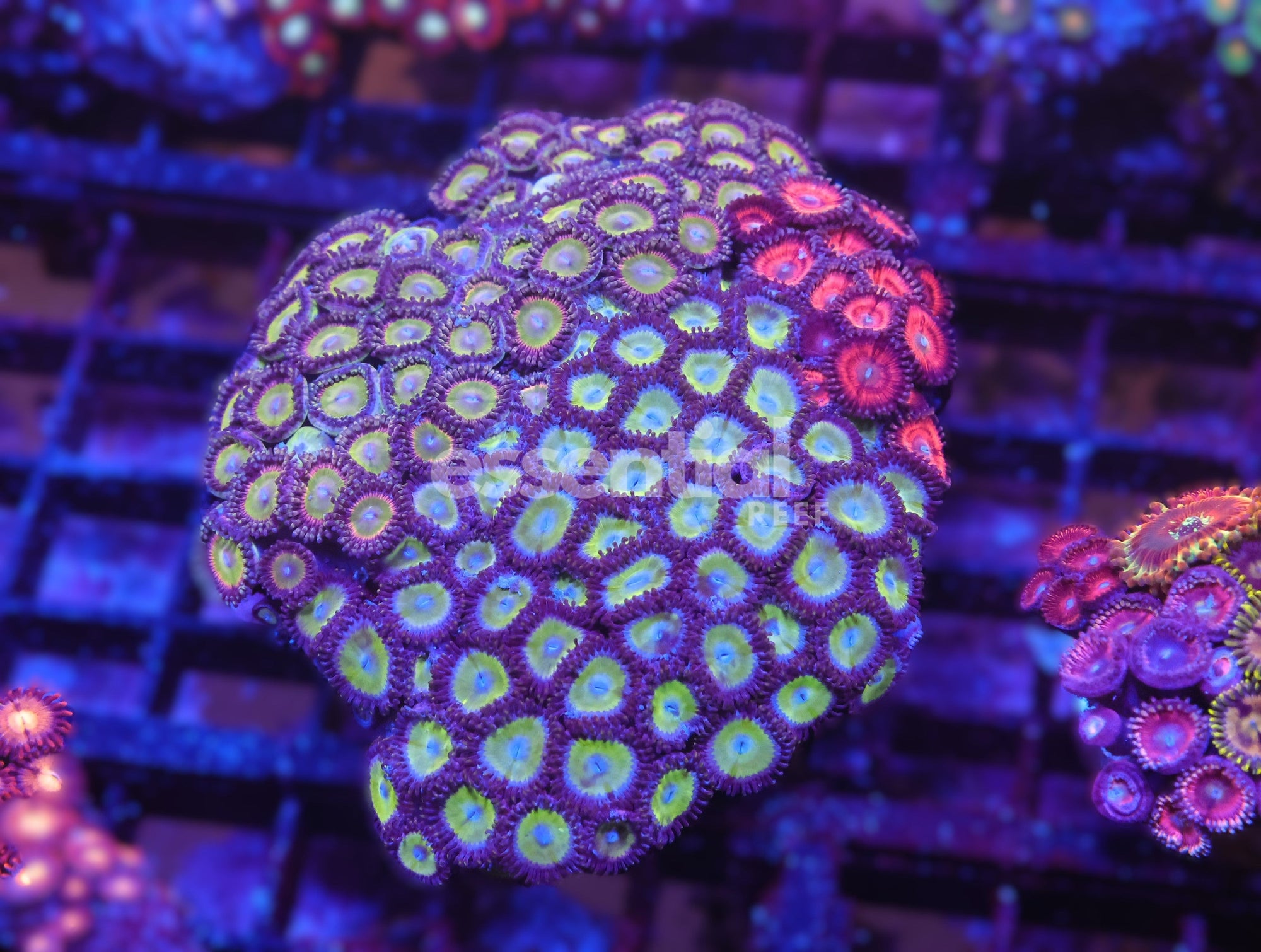 Watermarked - X98 - INDO ZOA COMBO ROCK
