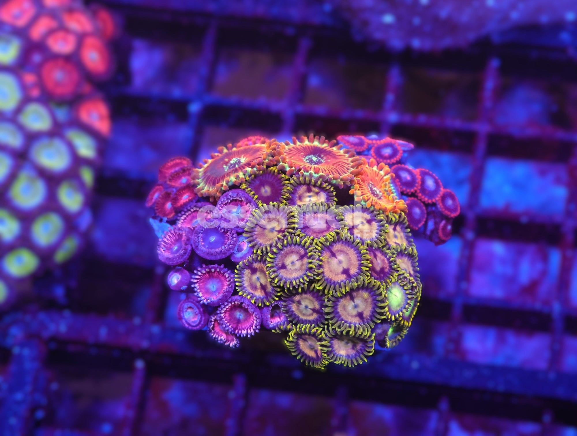 Watermarked - X99 - INDO ULTRA COMBO ZOA CULTURED