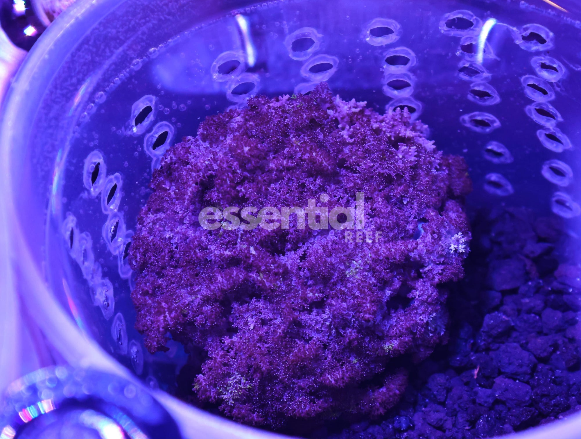 Watermarked - M32 - Purple Fire Anemone