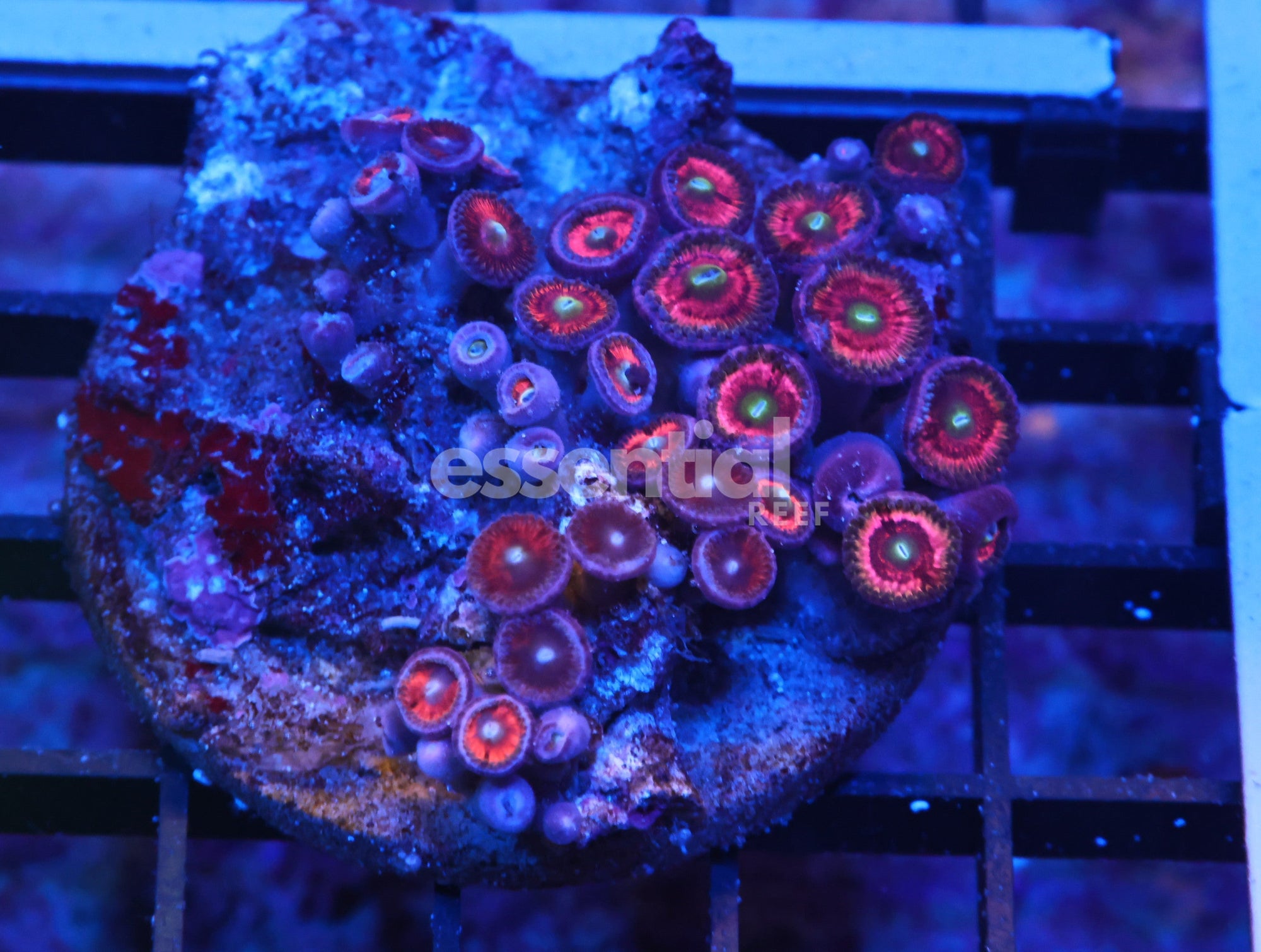 Watermarked - K62 - Indo PInk Neon Eye Zoa
