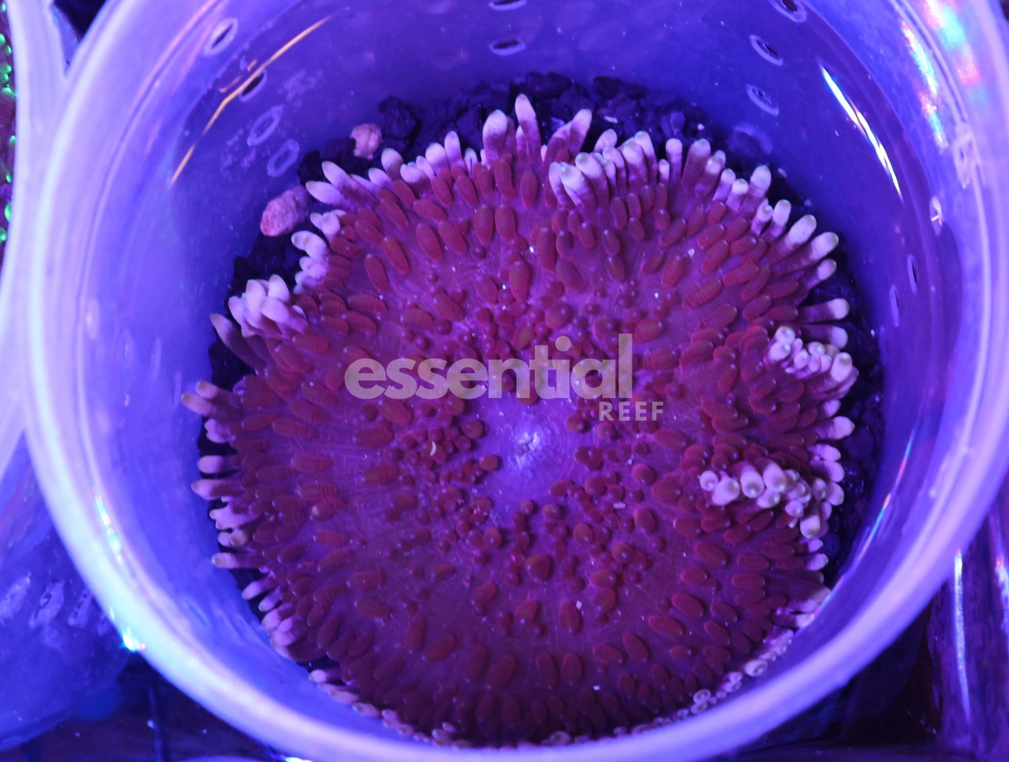 Watermarked - M35 - Rose Sebae Anemone Small