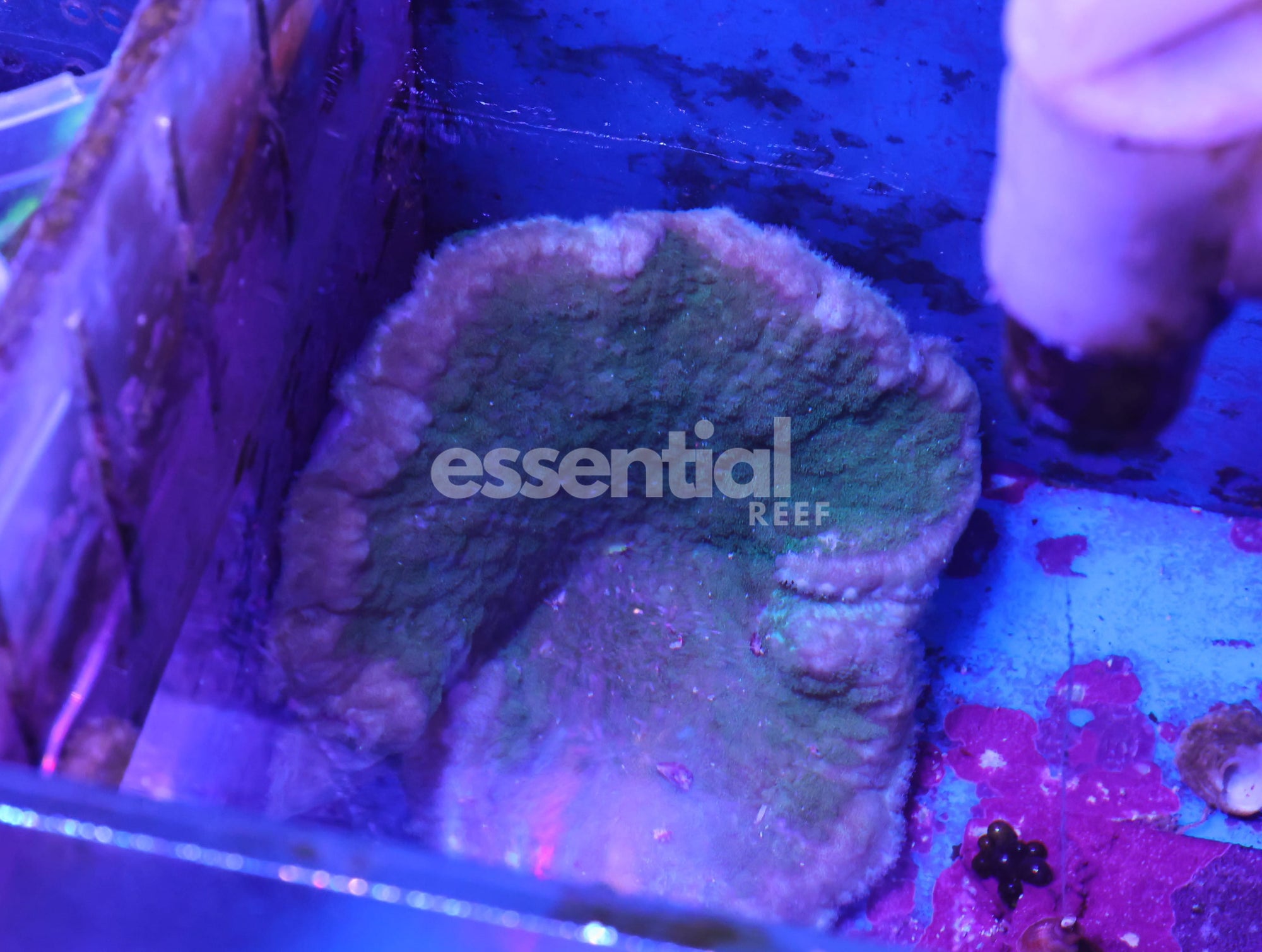 Watermarked - M36 - Green Adhesive Anemone