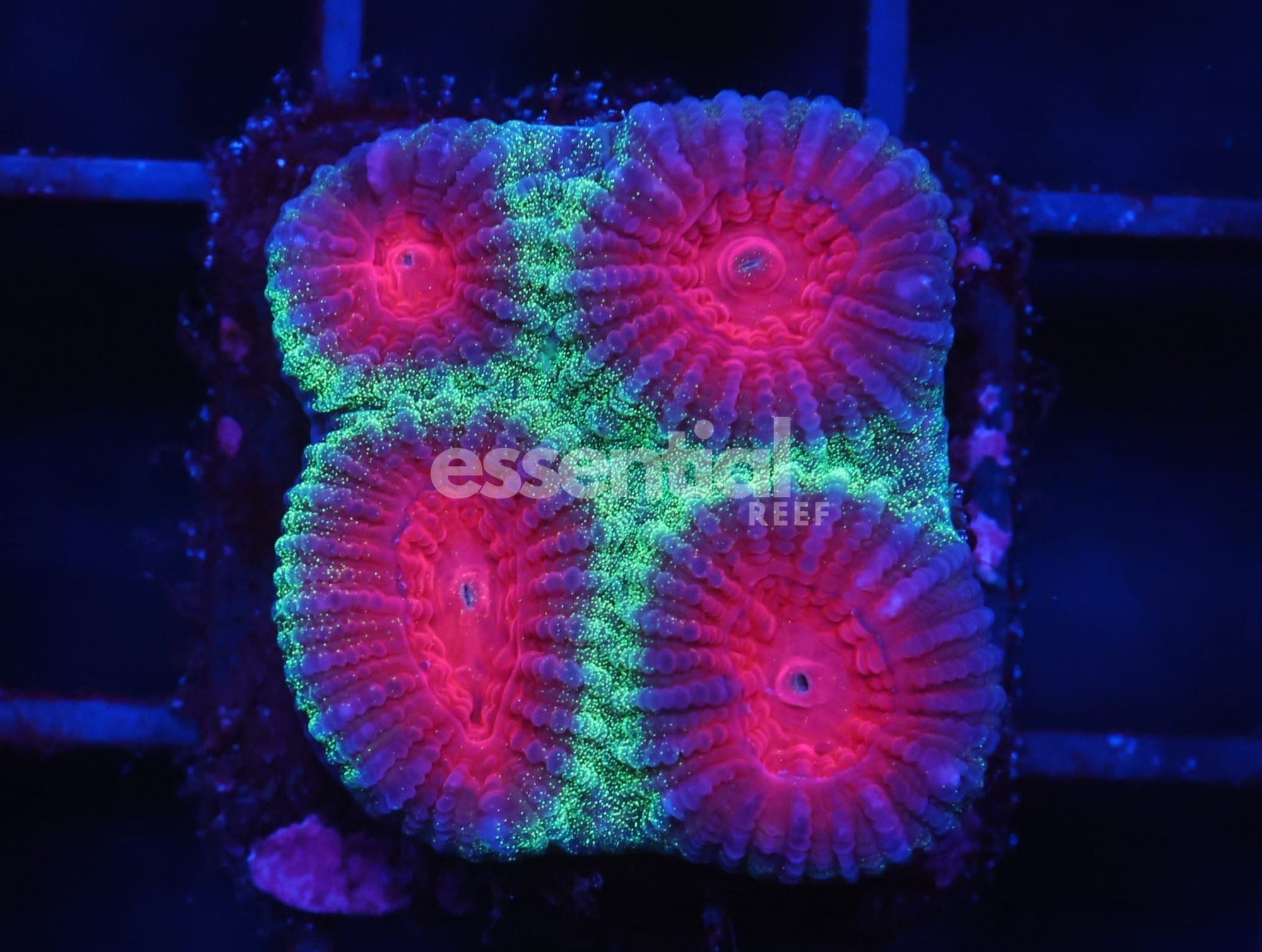 Watermarked - O609 - Almost Wysiwyg - Conditioned Red Eye Favia