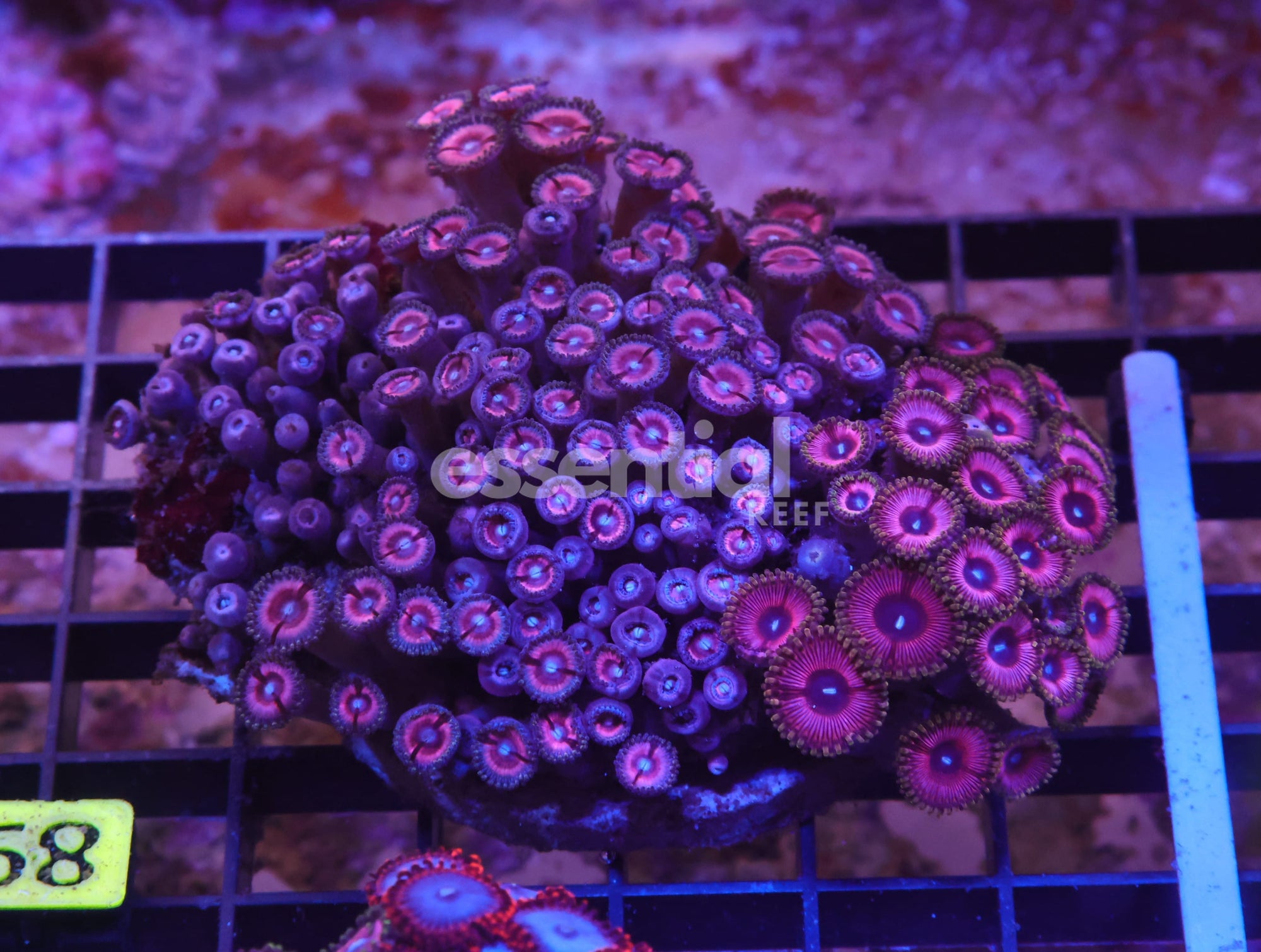 Watermarked - X68 - INDO PINK PASSION ZOA