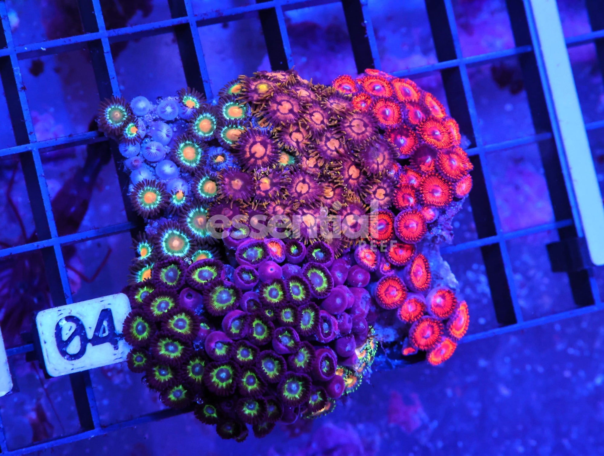 Watermarked - X04 - Indo Combo Zoa Rock