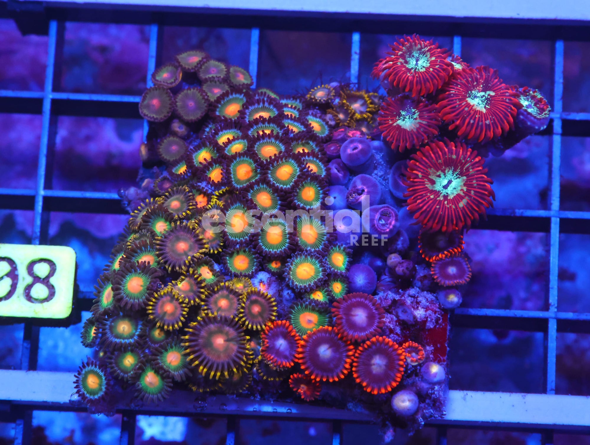Watermarked - X08 - Indo Combo Zoa Rock