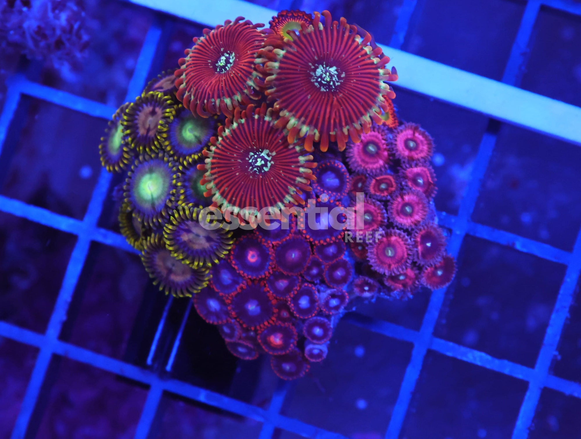 Watermarked - X71 - INDO ULTRA COMBO ZOA CULTURED