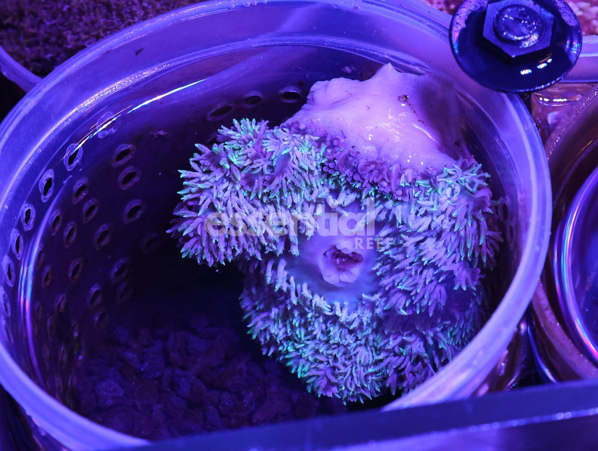 Watermarked - M22 - Ultra Rose Anemone Small